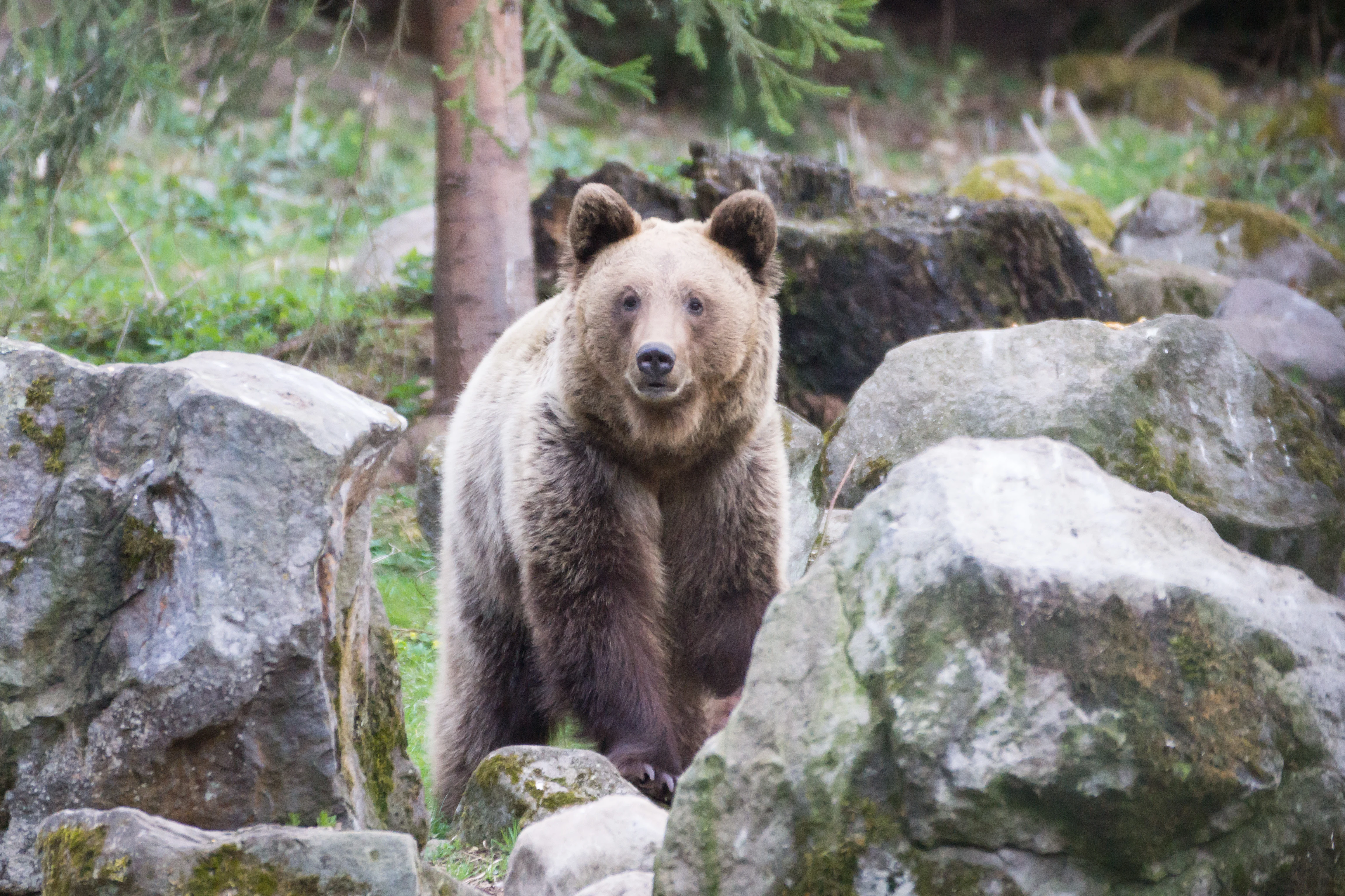 Brown Bear, Romania — photo by Jim Bennett