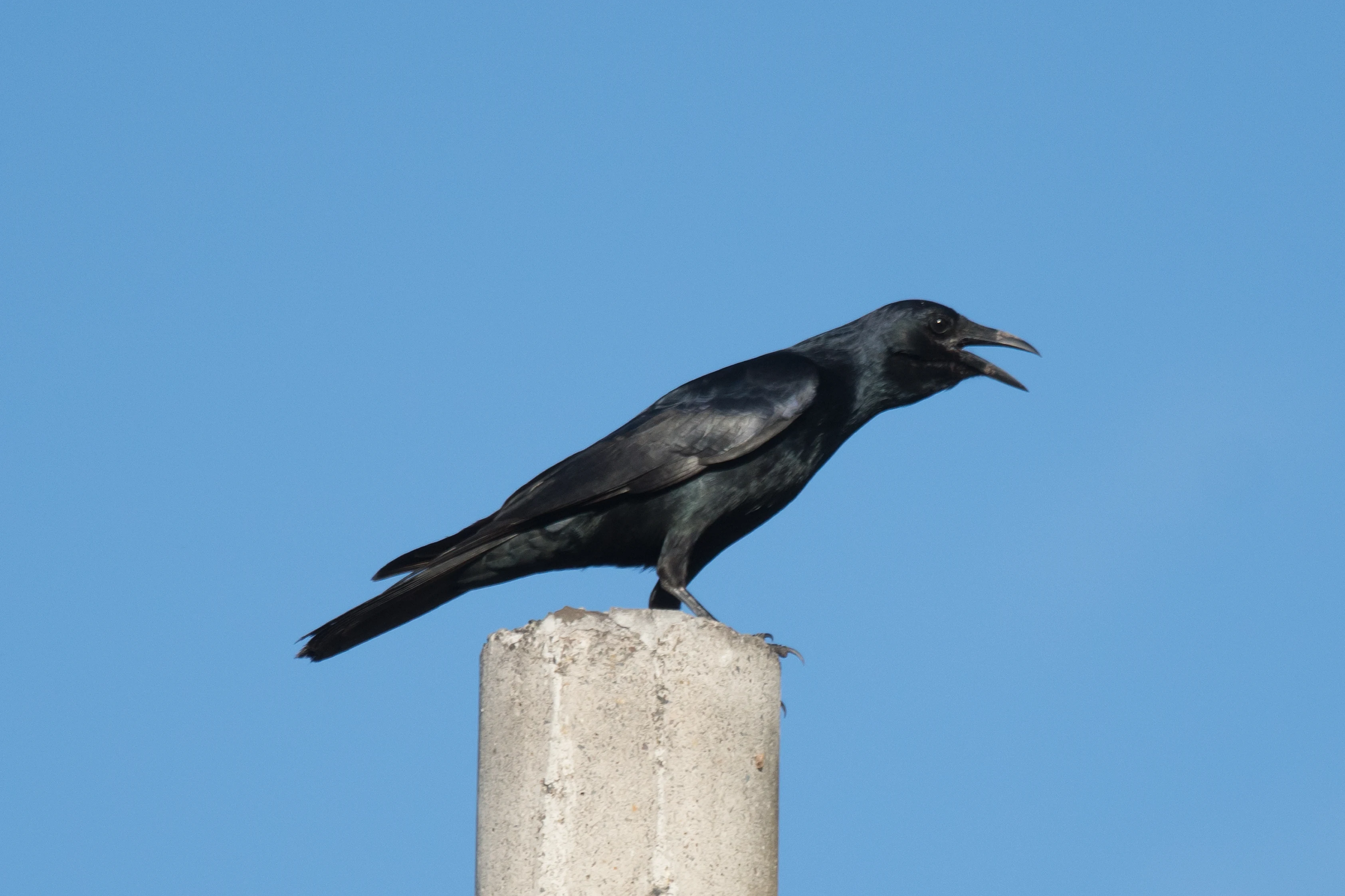 Sinaloa Crow, San Blas, Nayarit, Mexico — photo by Jim Bennett