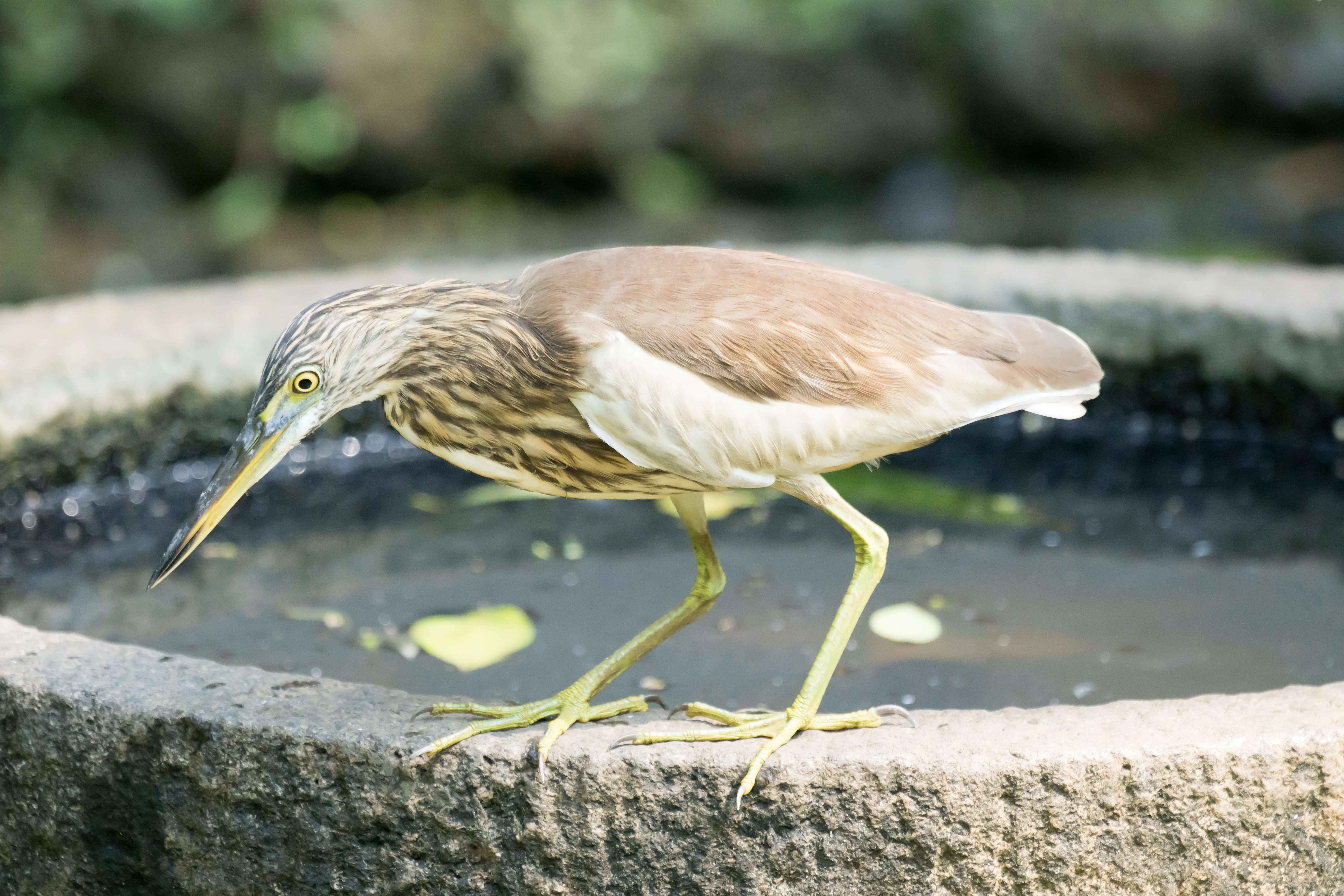 Indian Pond Heron, Old Harbour Hotel, Cochin, Kerala, India — photo by Jim Bennett