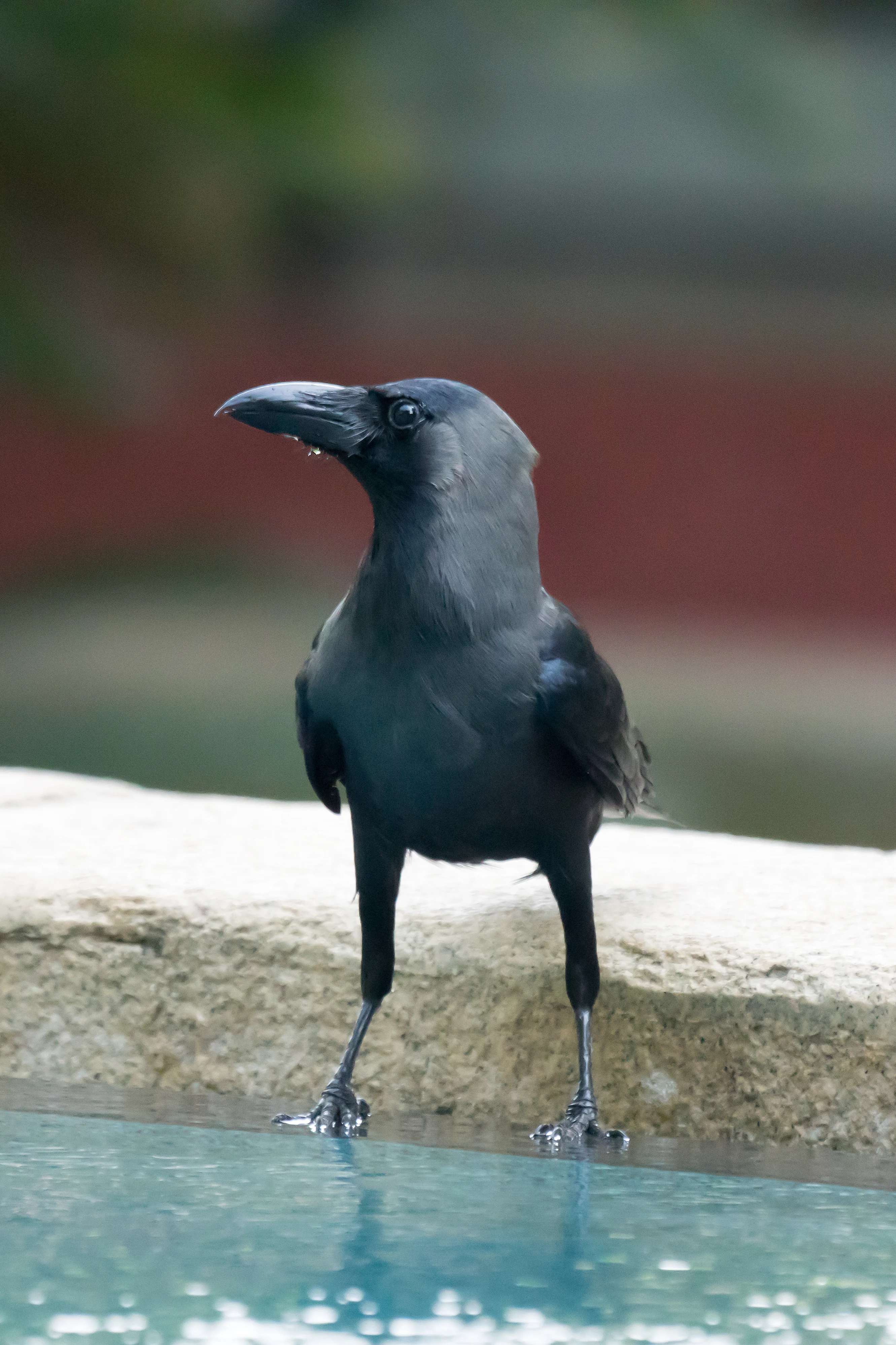 House Crow, Old Harbour Hotel, Kerala, India — photo by Jim Bennett