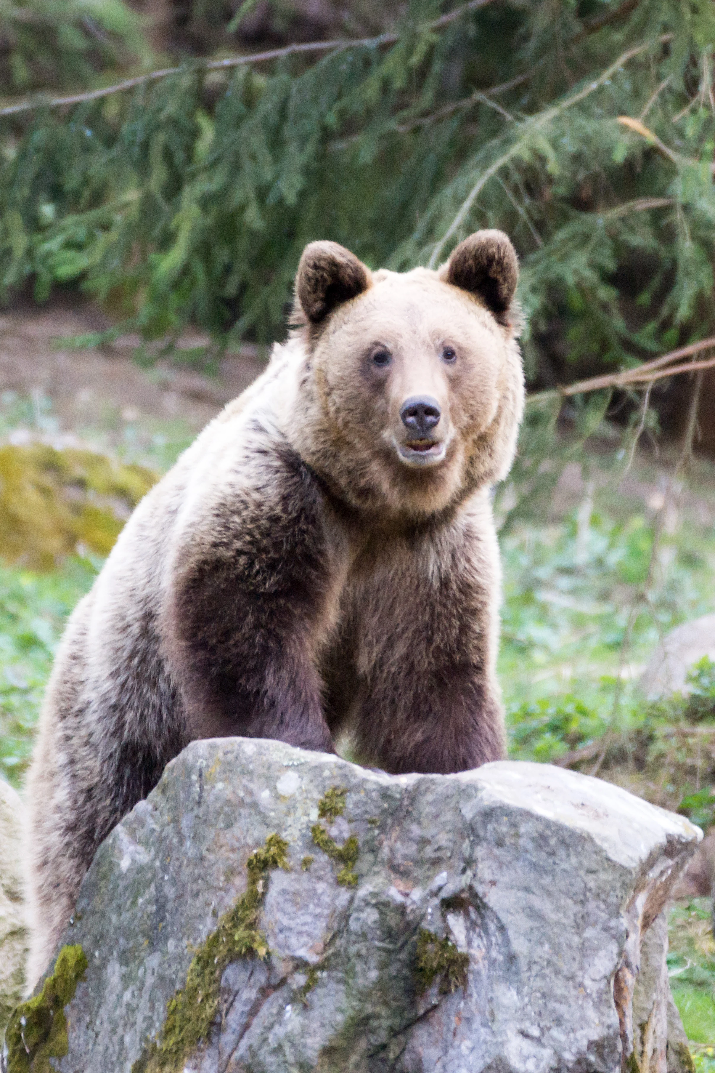 Brown Bear, Romania — photo by Jim Bennett
