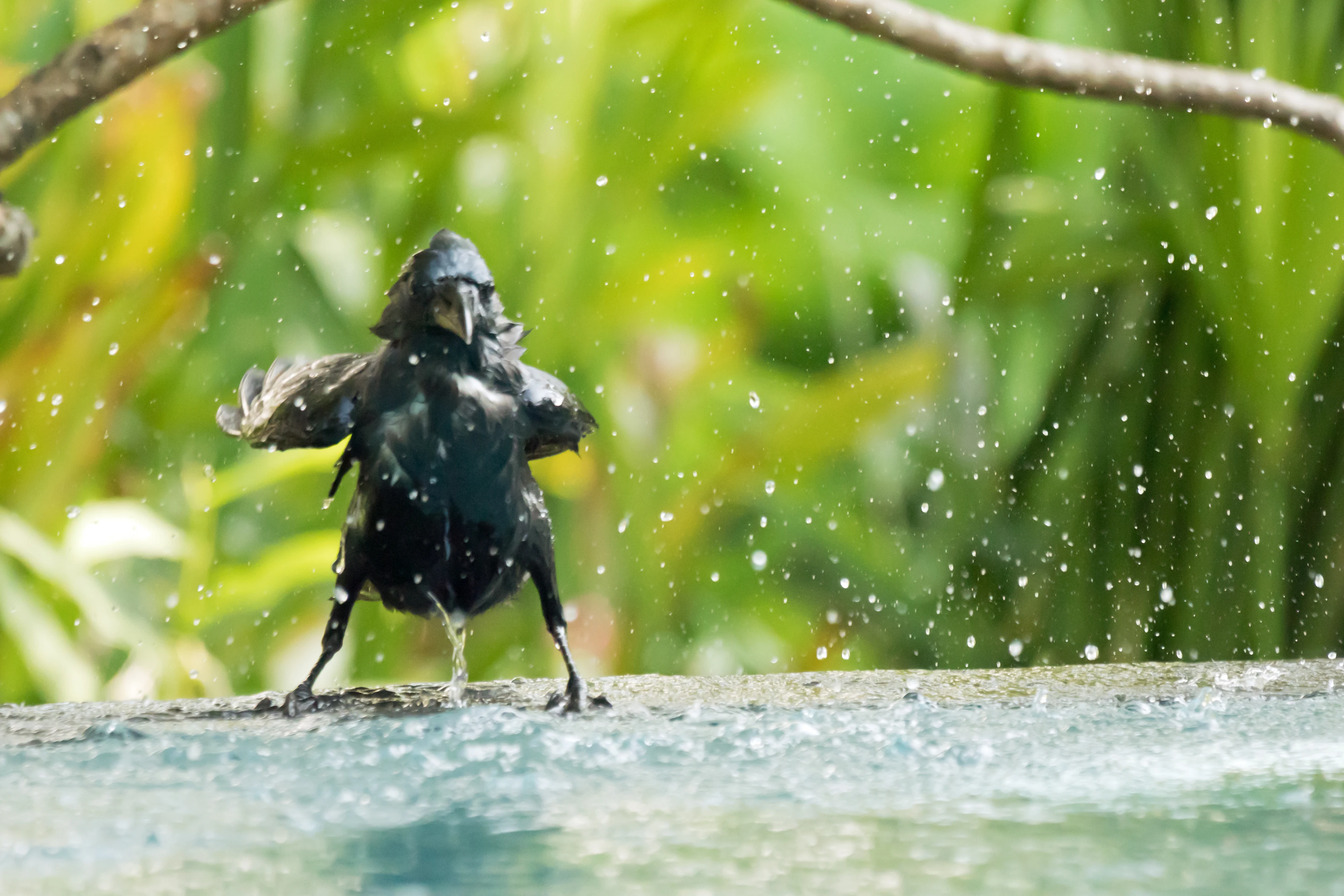 House Crow, Old Harbour Hotel, Kerala, India — photo by Jim Bennett