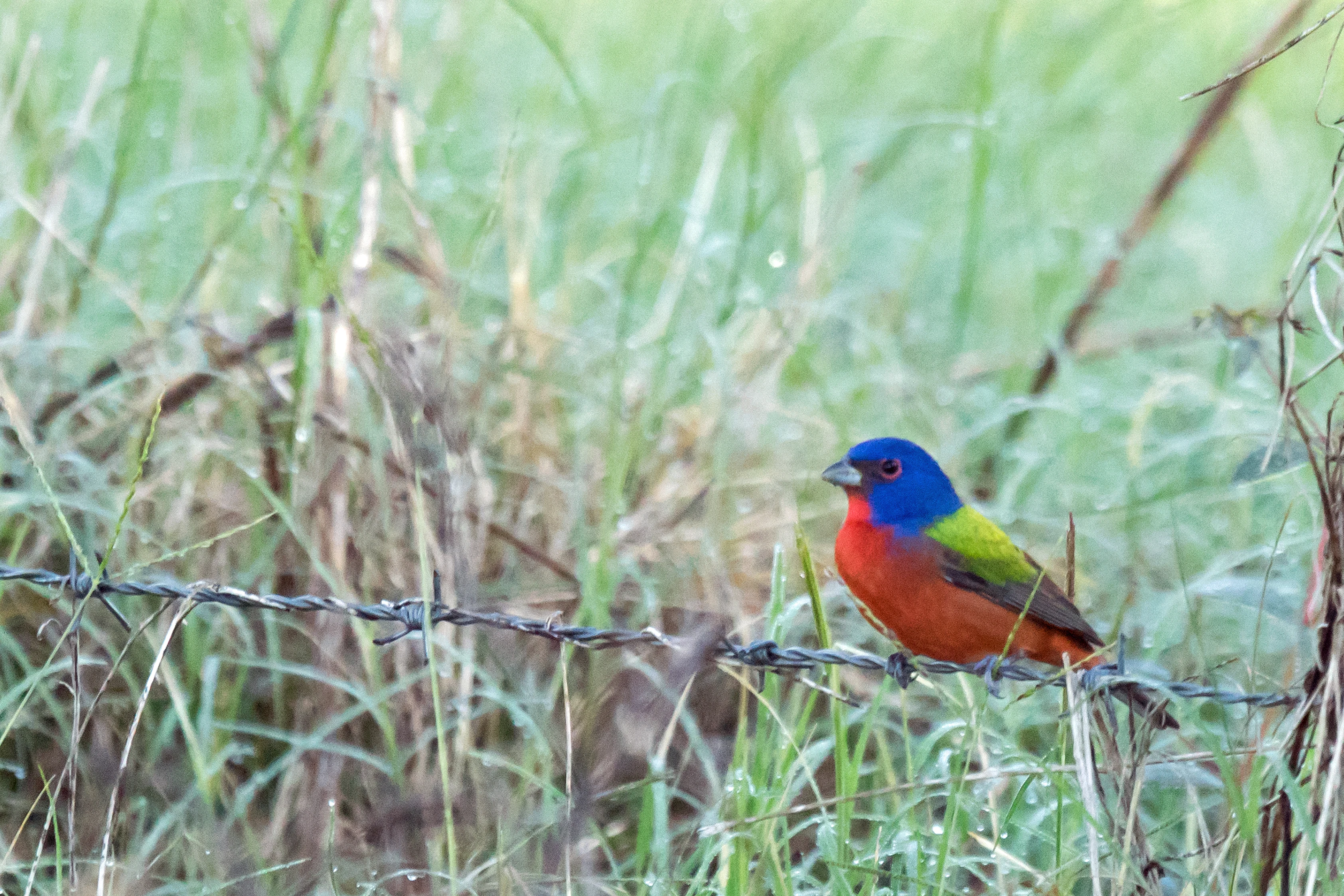 Painted Bunting, San Blas, Nayarit, Mexico — photo by Jim Bennett