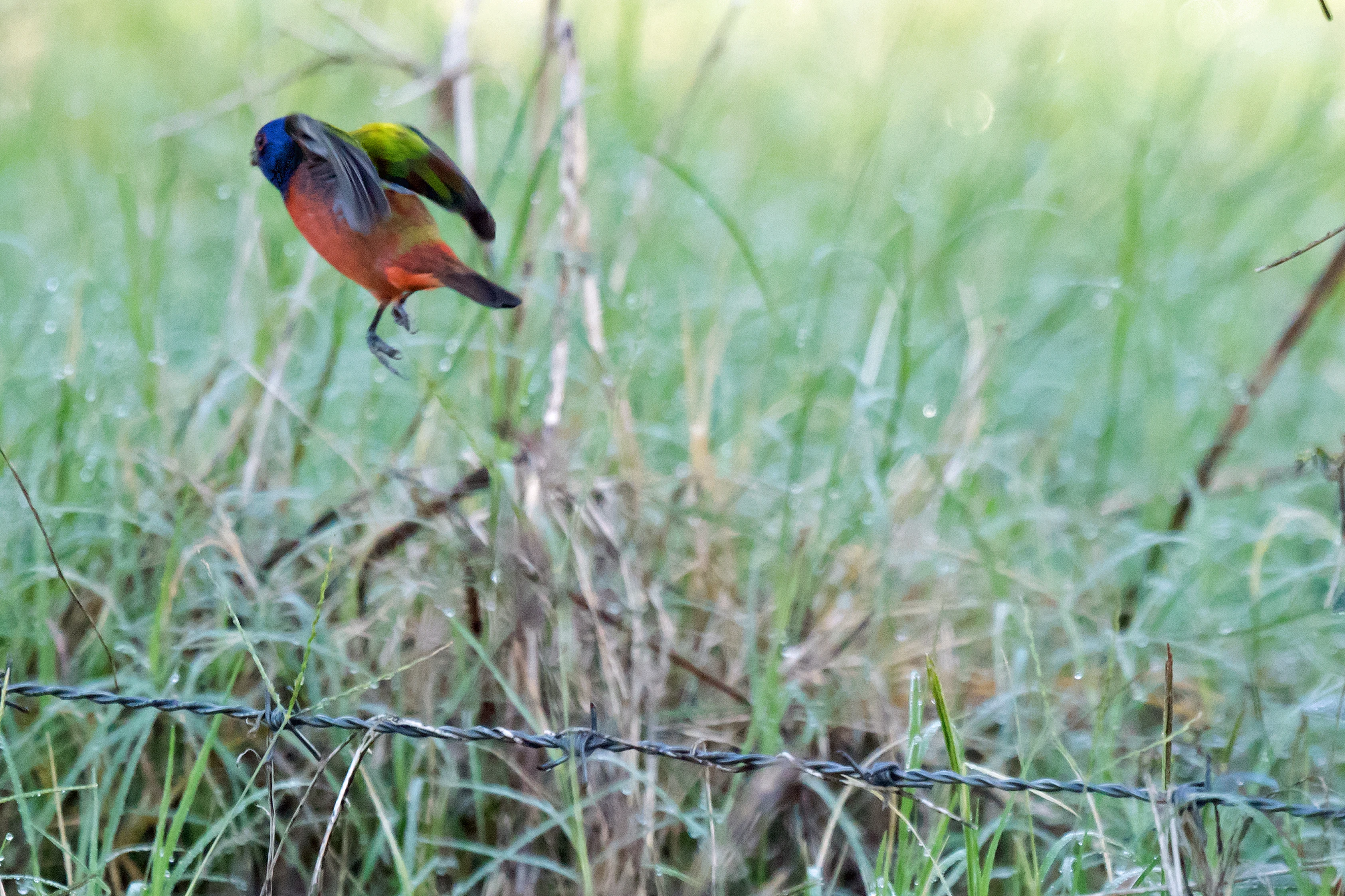 Painted Bunting, San Blas, Nayarit, Mexico — photo by Jim Bennett