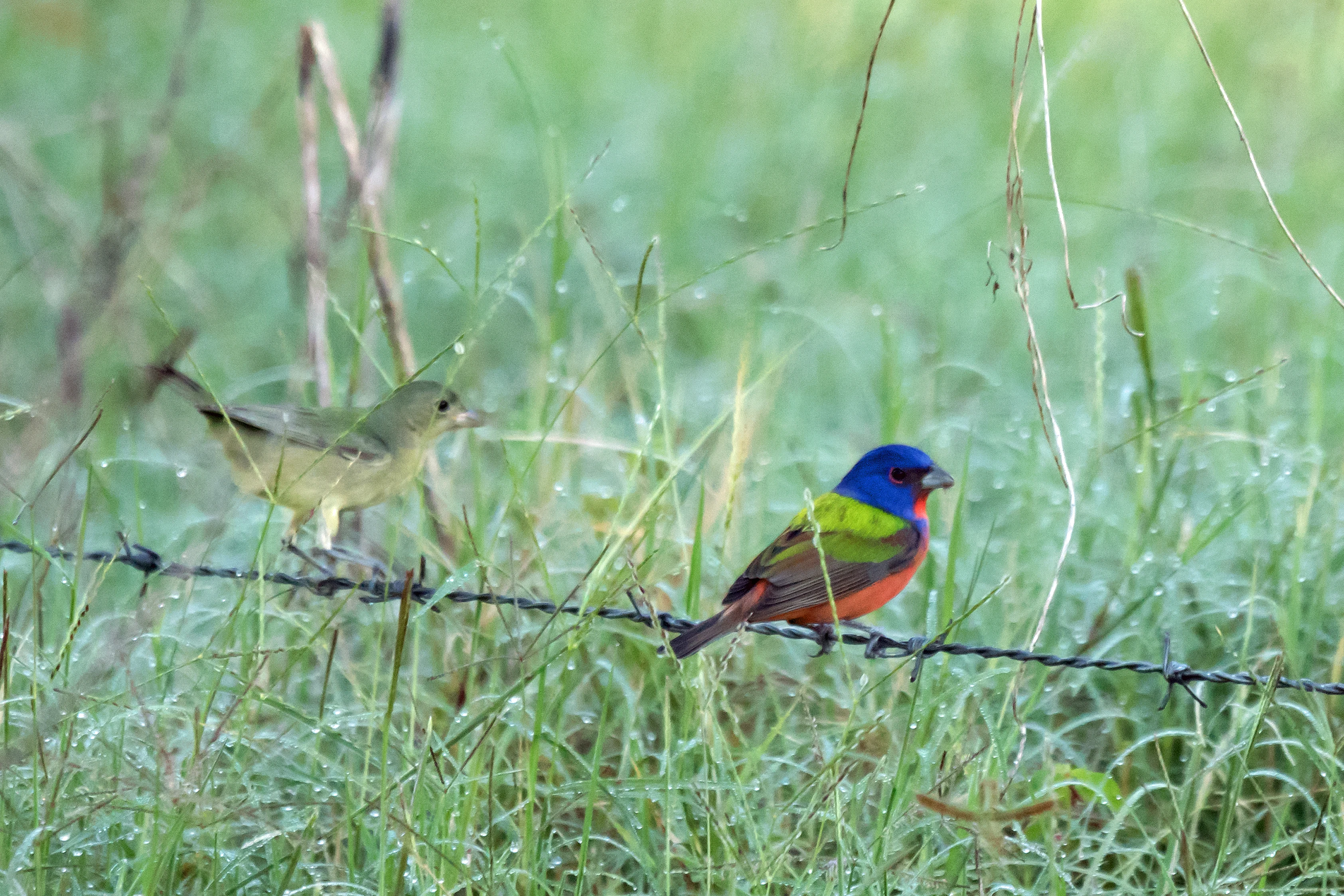 Painted Bunting, San Blas, Nayarit, Mexico — photo by Jim Bennett
