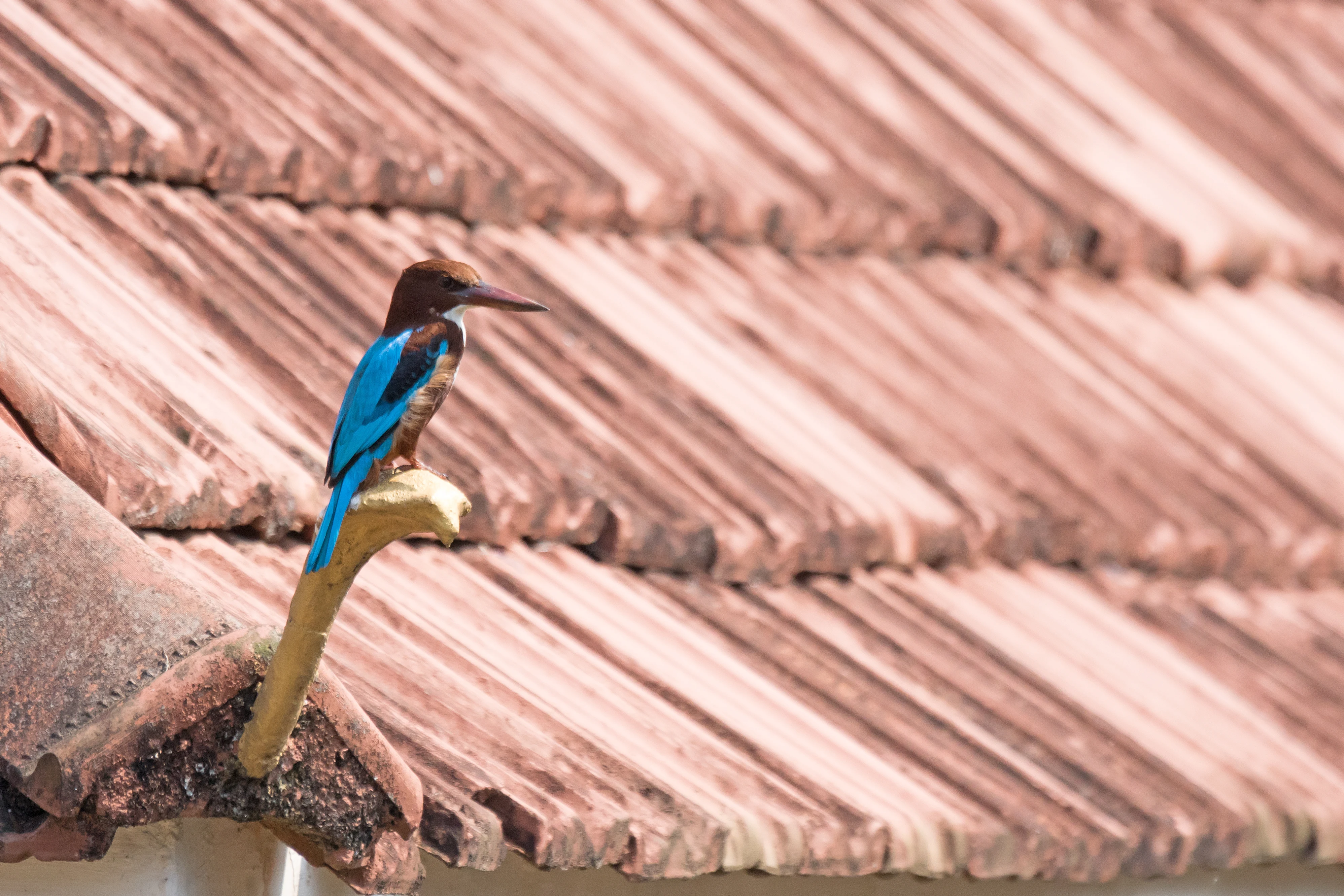 White-throated Kingfisher, Old Harbour Hotel, Kerala, India — photo by Jim Bennett