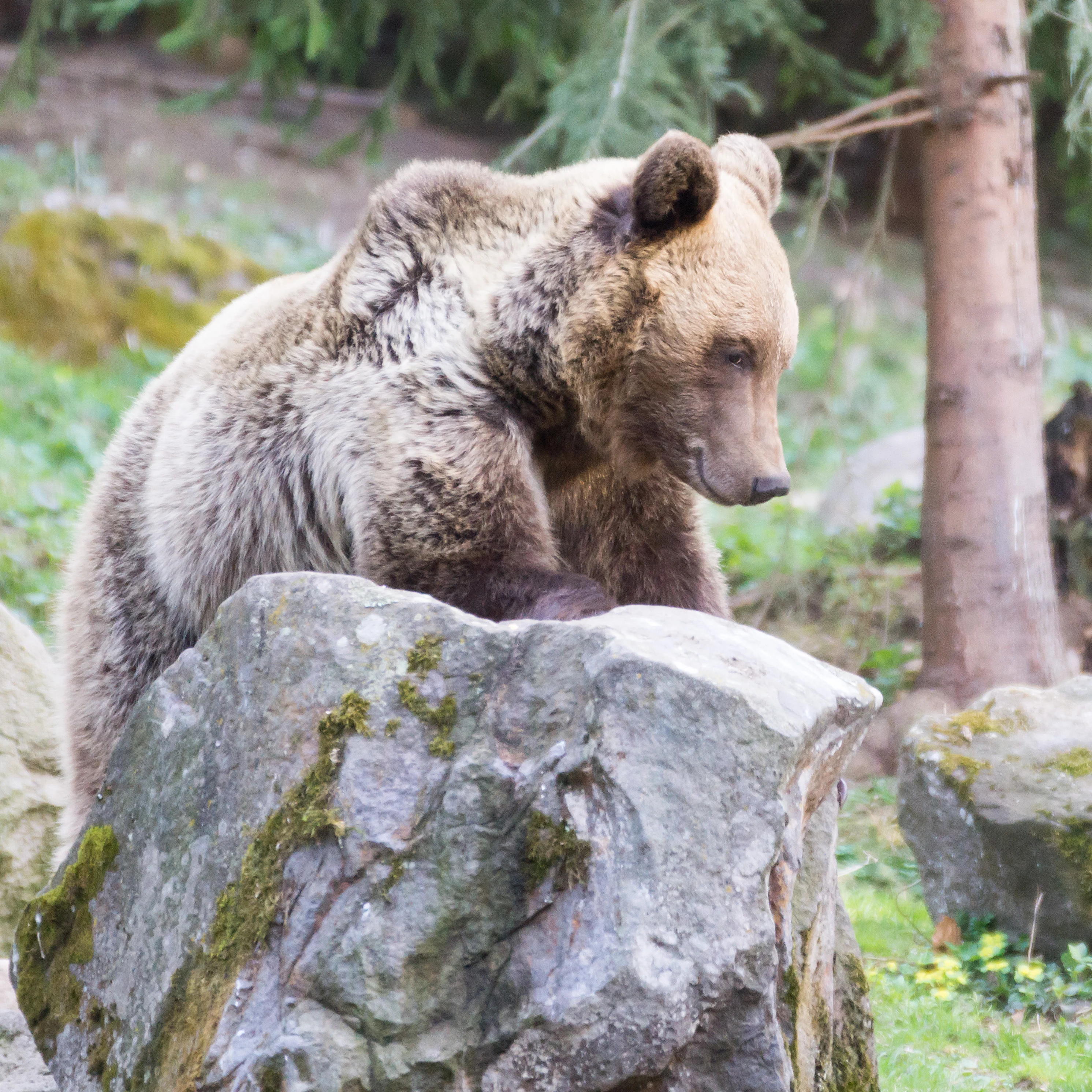 Brown Bear, Romania — photo by Jim Bennett