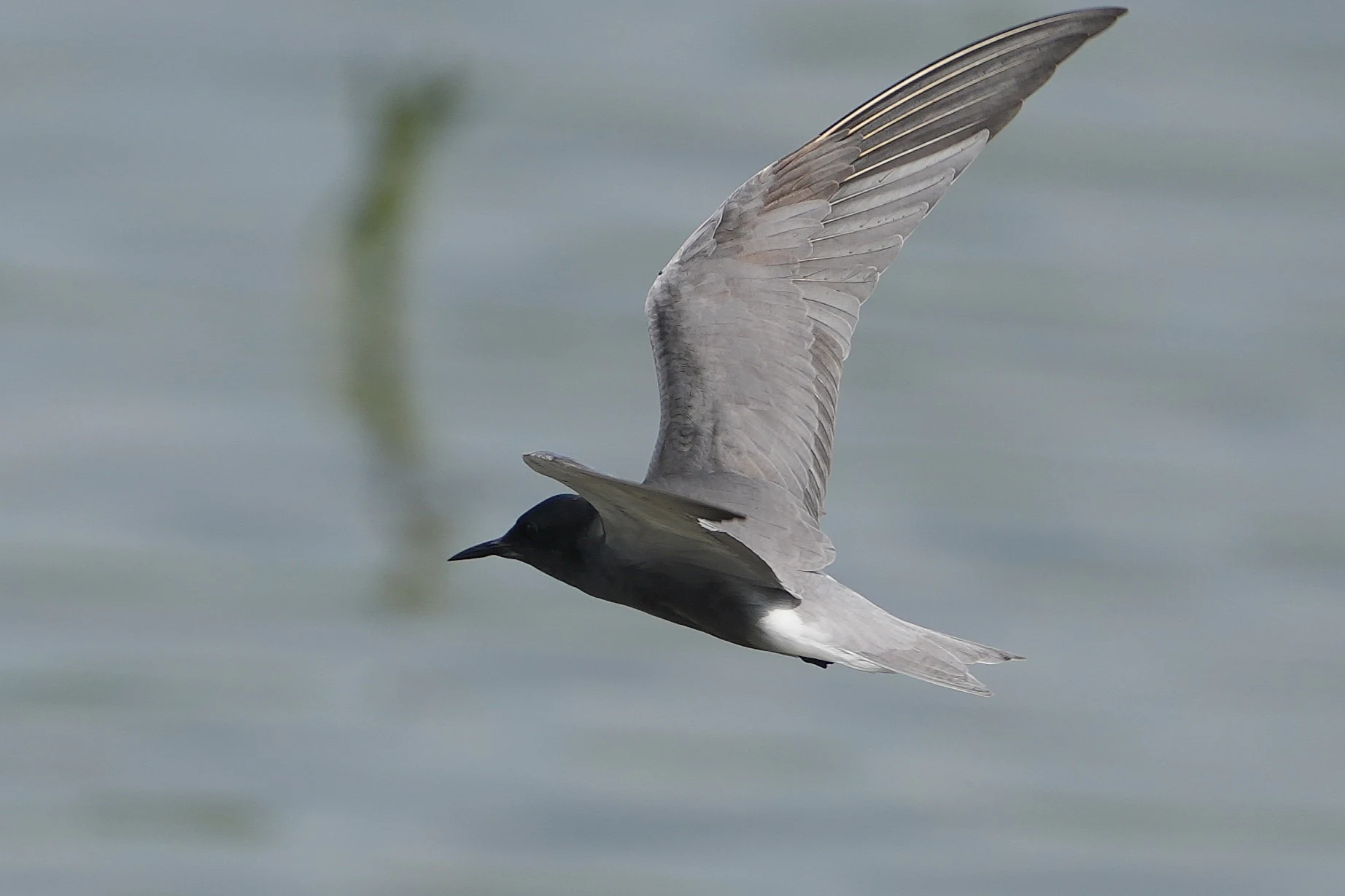 Black Tern, Lacul Hazarlic, Romania — photo by Jim Bennett