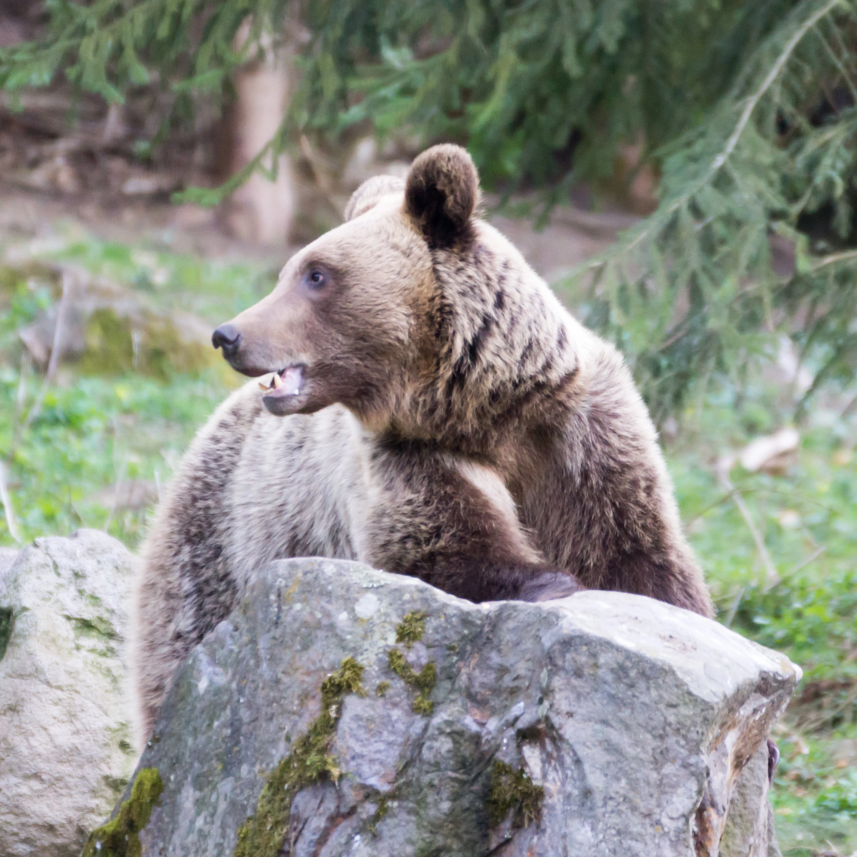 Brown Bear, Romania — photo by Jim Bennett