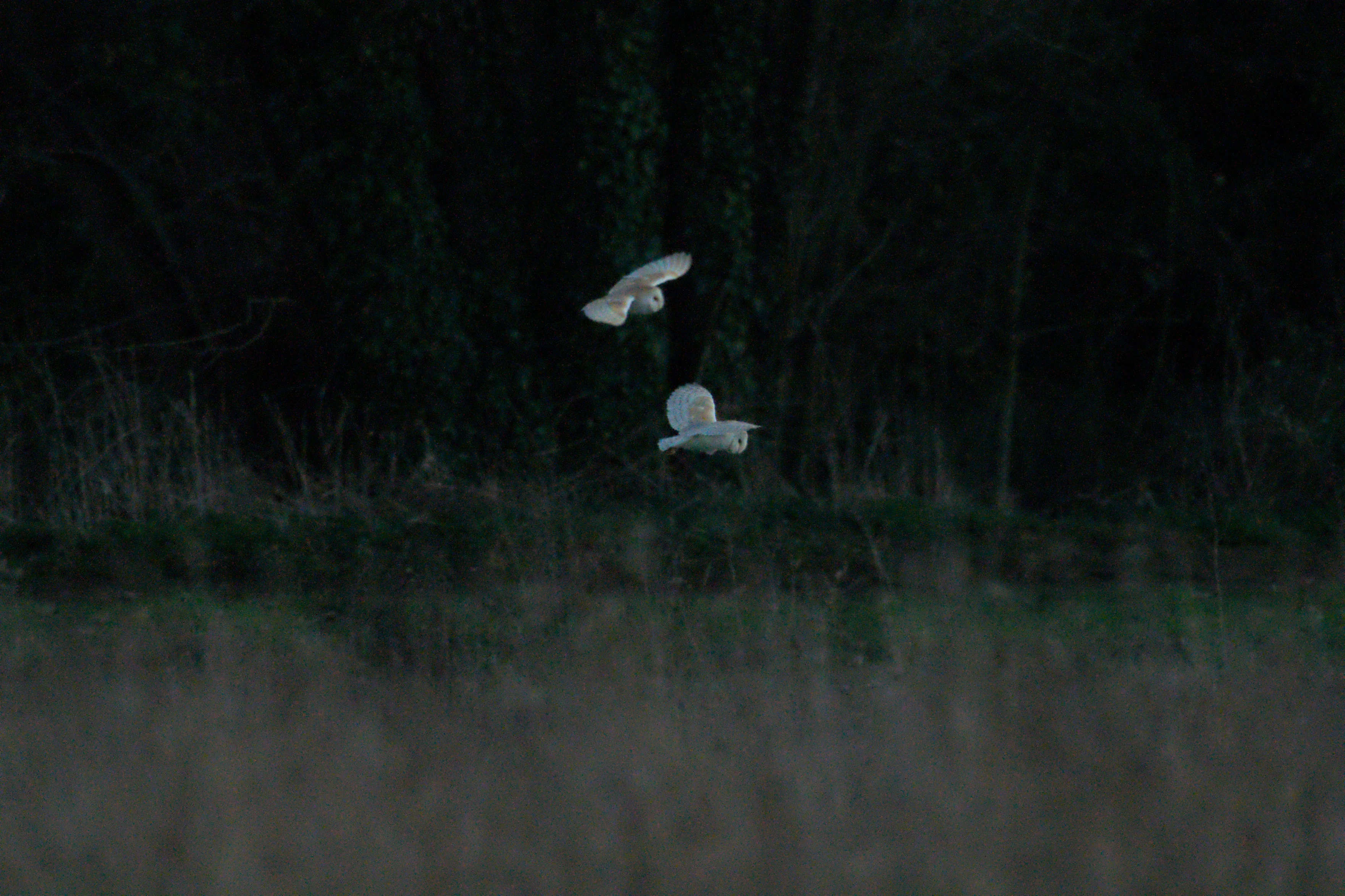Barn Owl, Culham, Oxfordshire, UK — photo by Jim Bennett