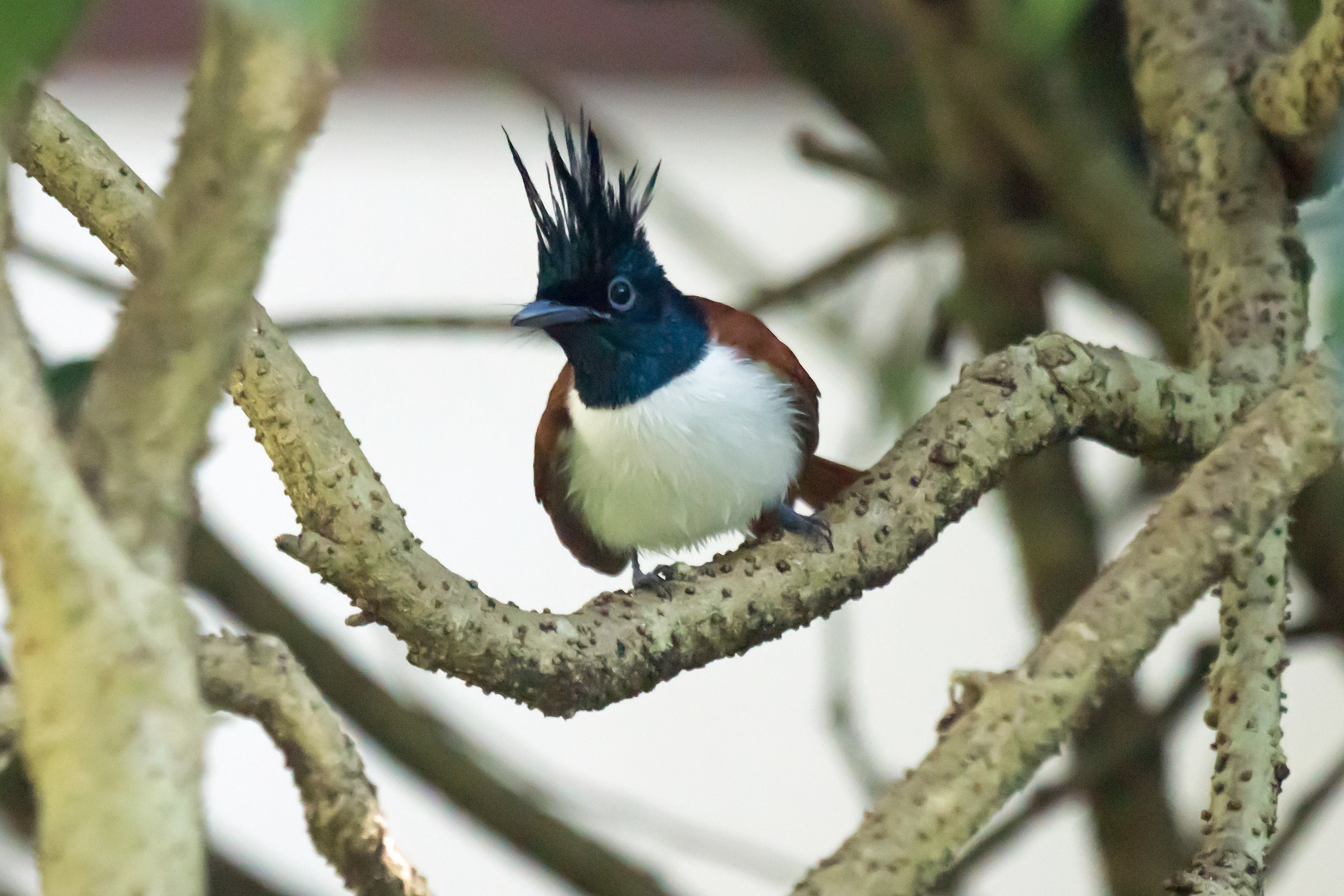 Indian Paradise Flycatcher, Old Harbour Hotel, Kerala, India — photo by Jim Bennett