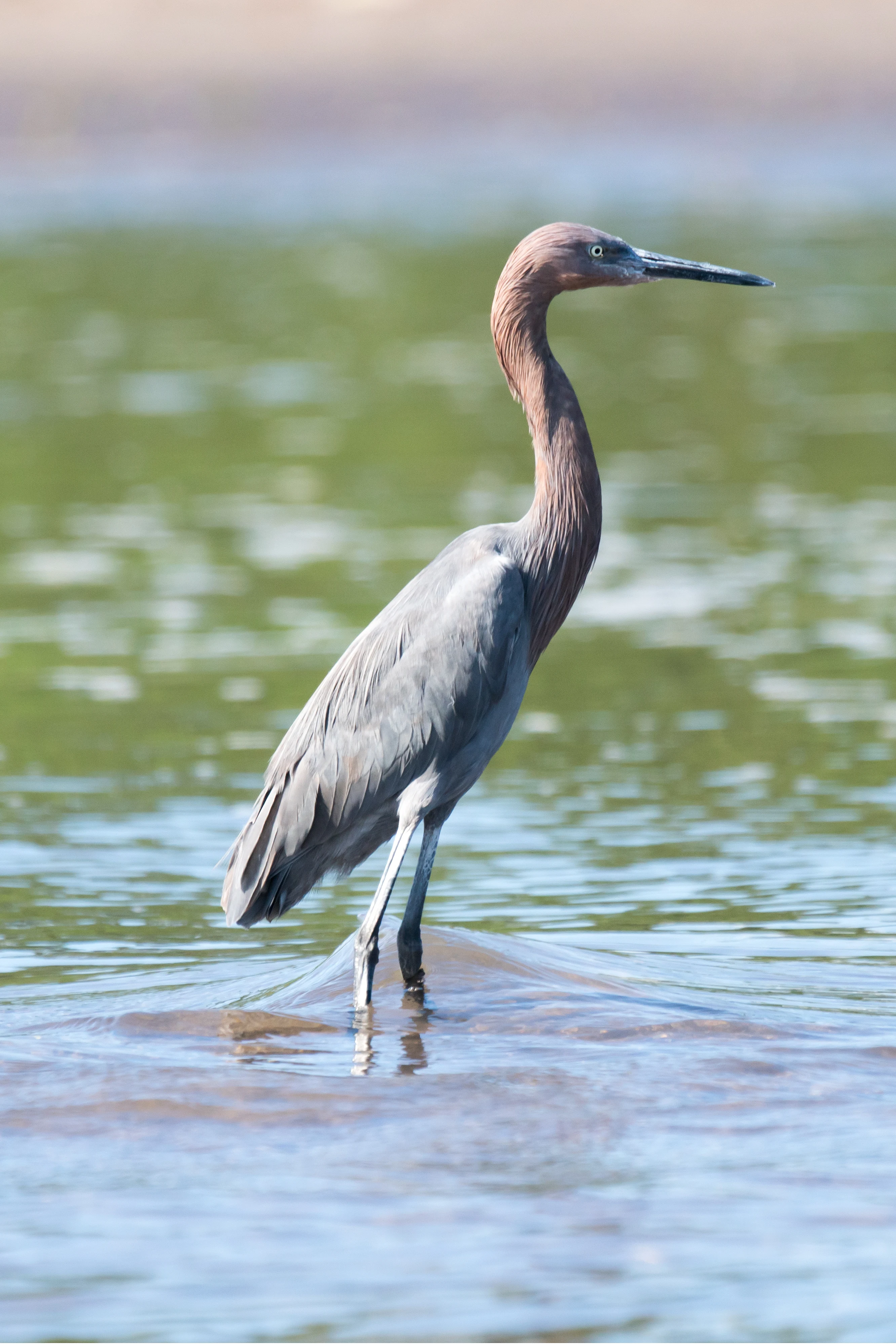 Reddish Egret, San Blas, Nayarit, Mexico — photo by Jim Bennett