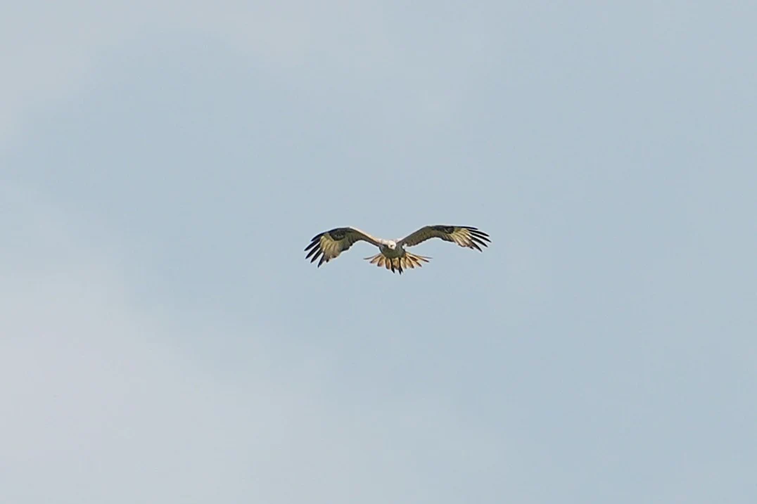 Long-legged Buzzard, Lacul Hazarlic, Romania — photo by Jim Bennett