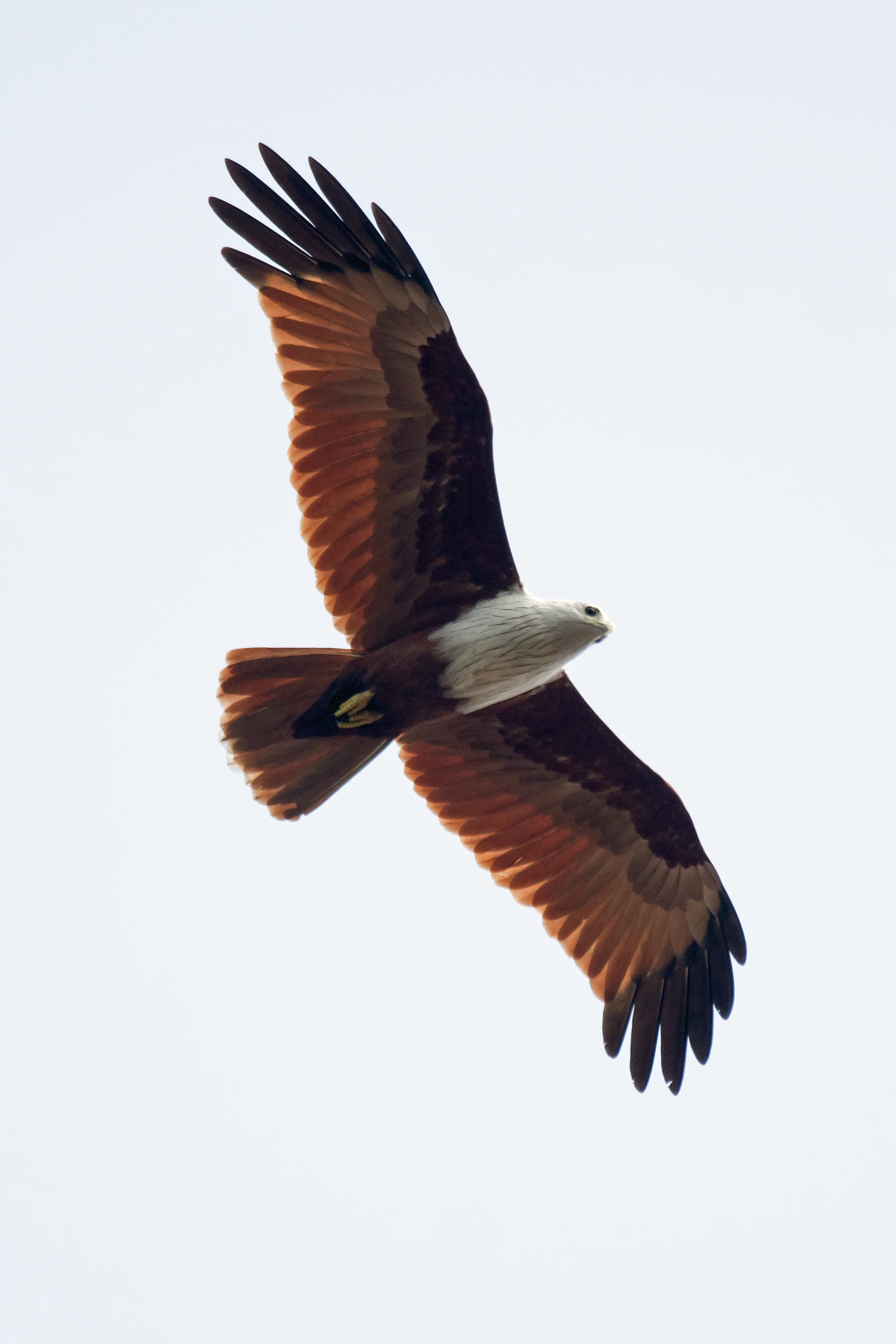Brahminy Kite, Old Harbour Hotel, Kerala, India — photo by Jim Bennett