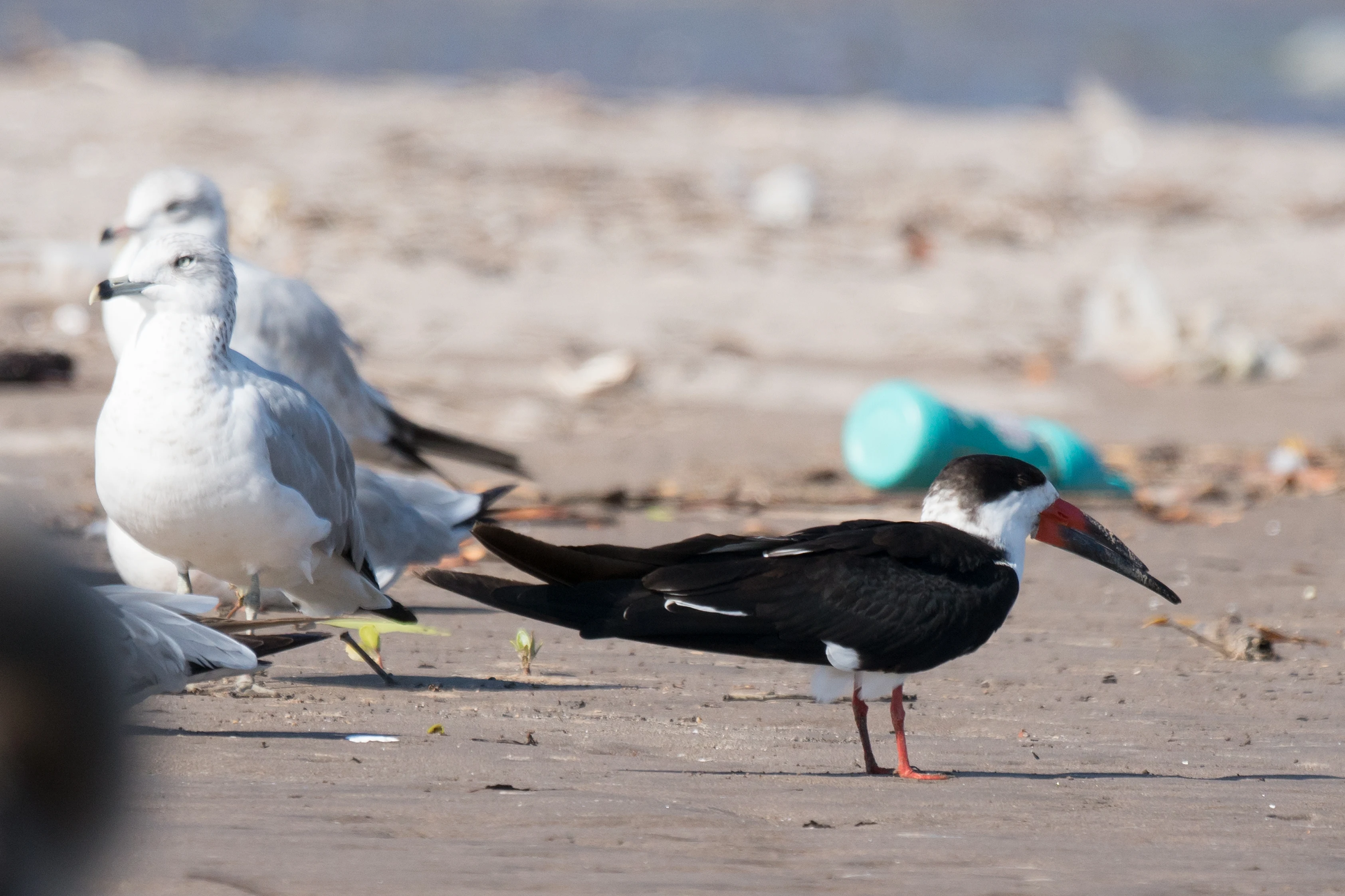 Black Skimmer, San Blas, Nayarit, Mexico — photo by Jim Bennett