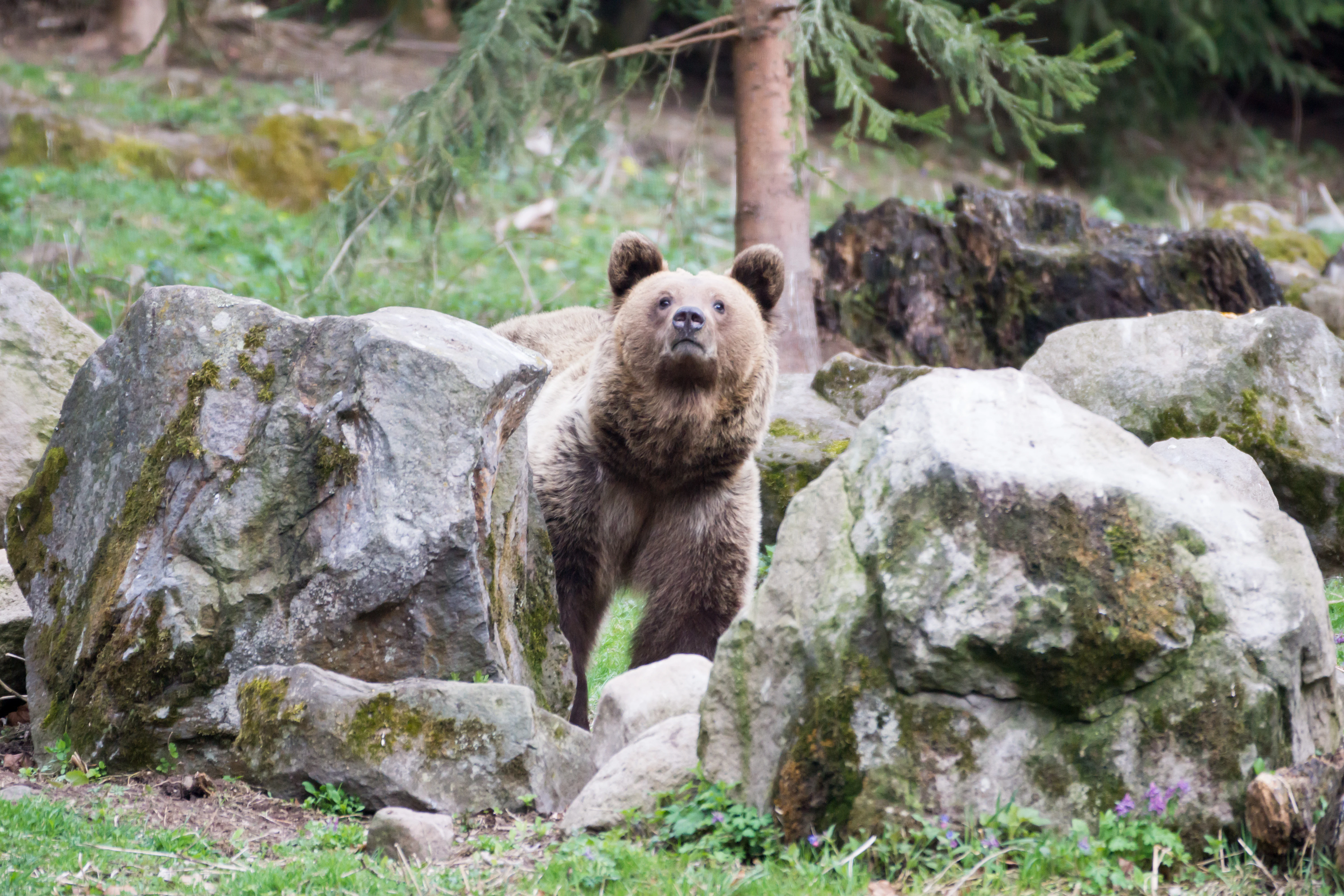Brown Bear, Romania — photo by Jim Bennett