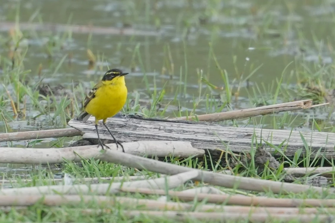 Yellow wagtail, Lacul Hazarlic, Romania — photo by Jim Bennett