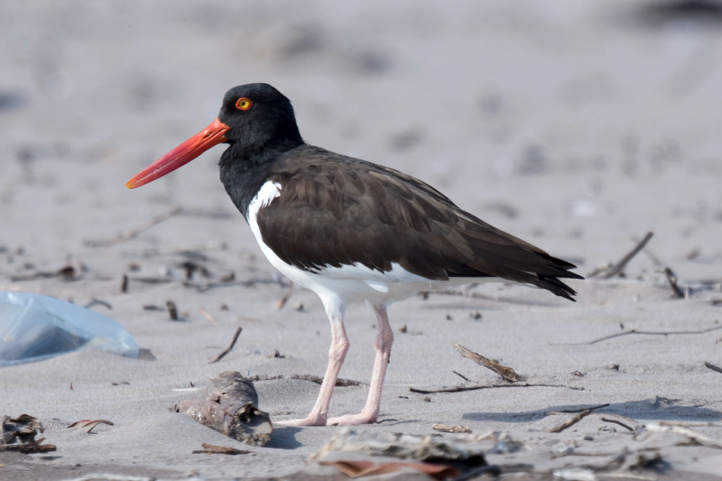 American Oystercatcher, San Blas, Nayarit, Mexico — photo by Jim Bennett