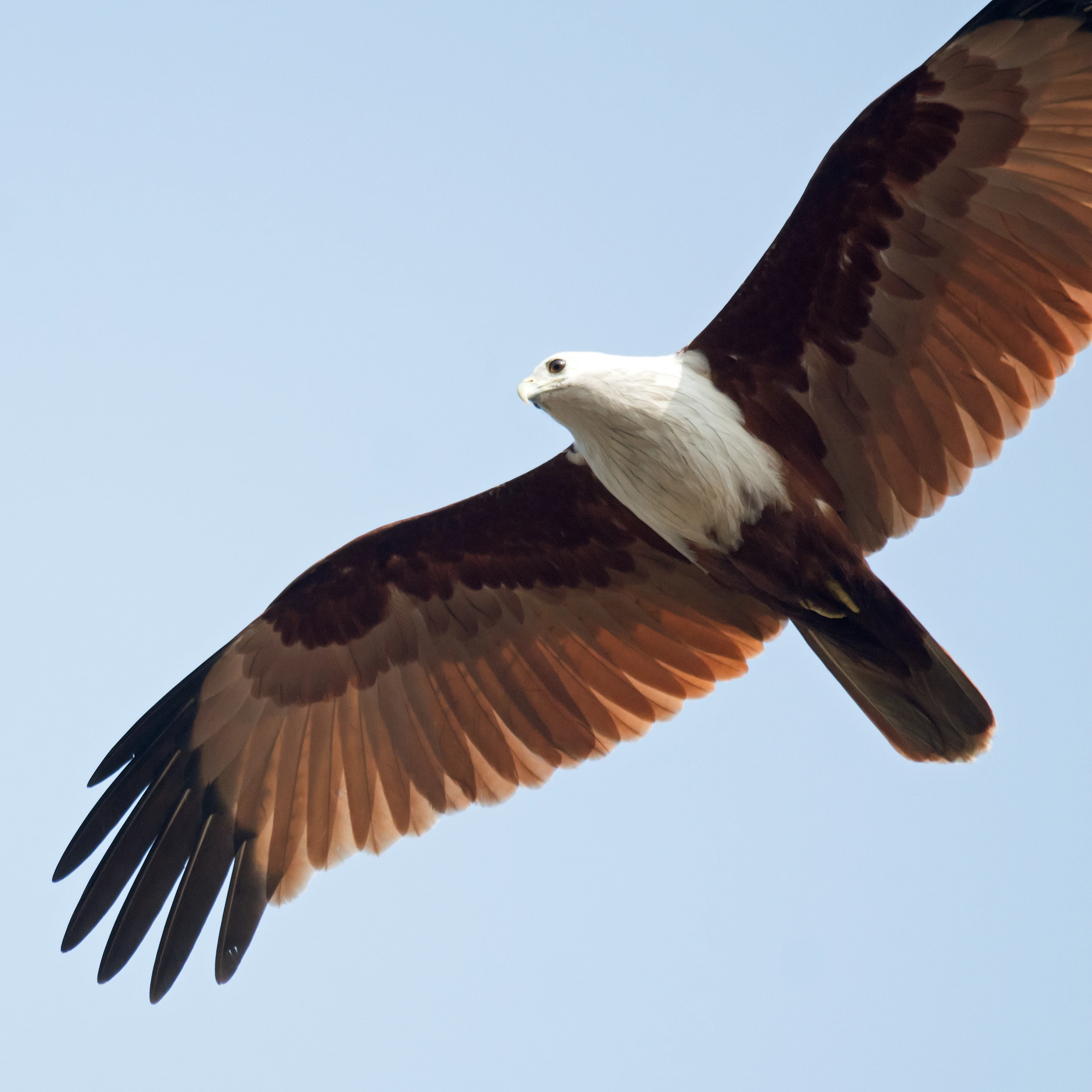 Brahminy Kite, Old Harbour Hotel, Kerala, India — photo by Jim Bennett