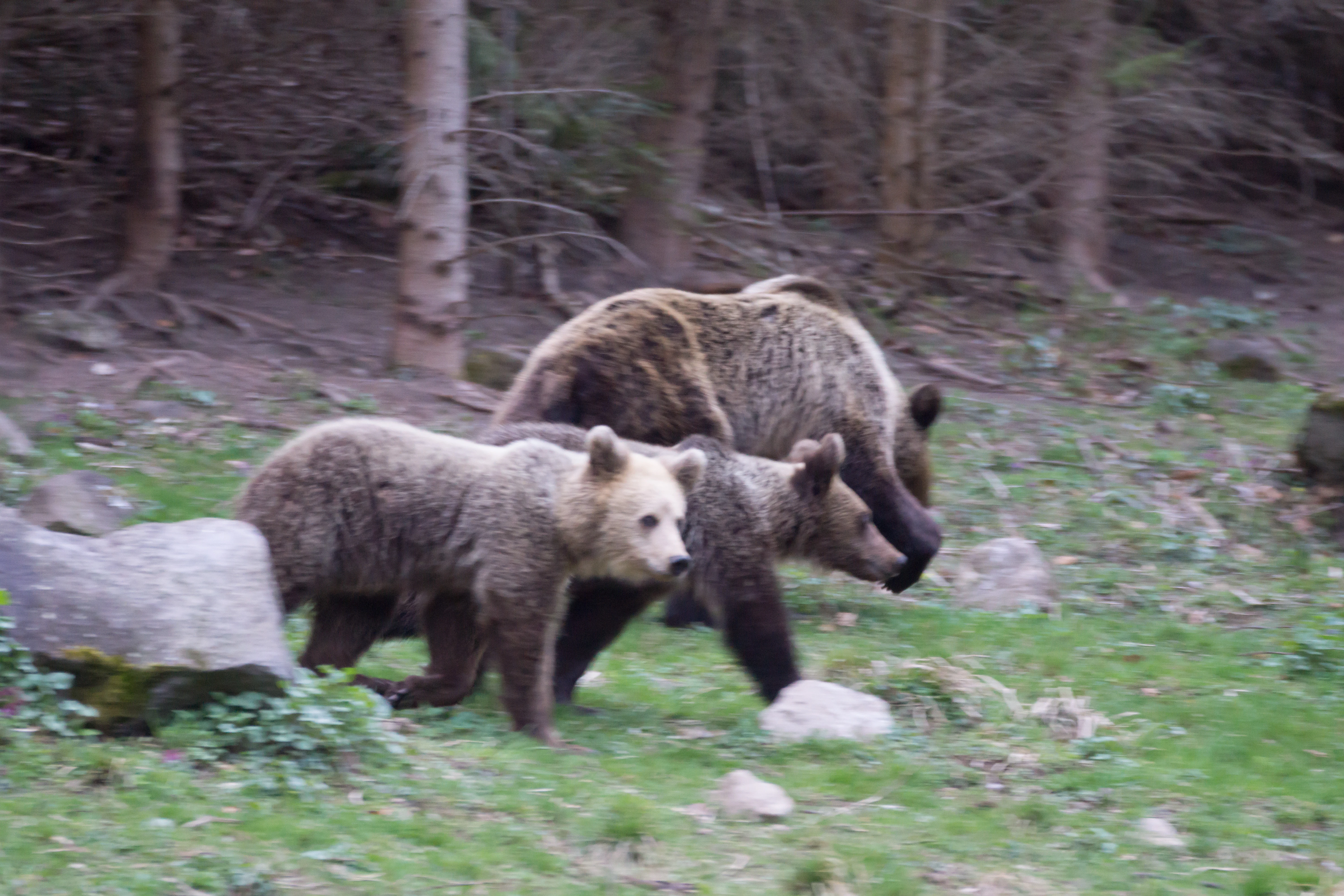 Brown Bear, Romania — photo by Jim Bennett