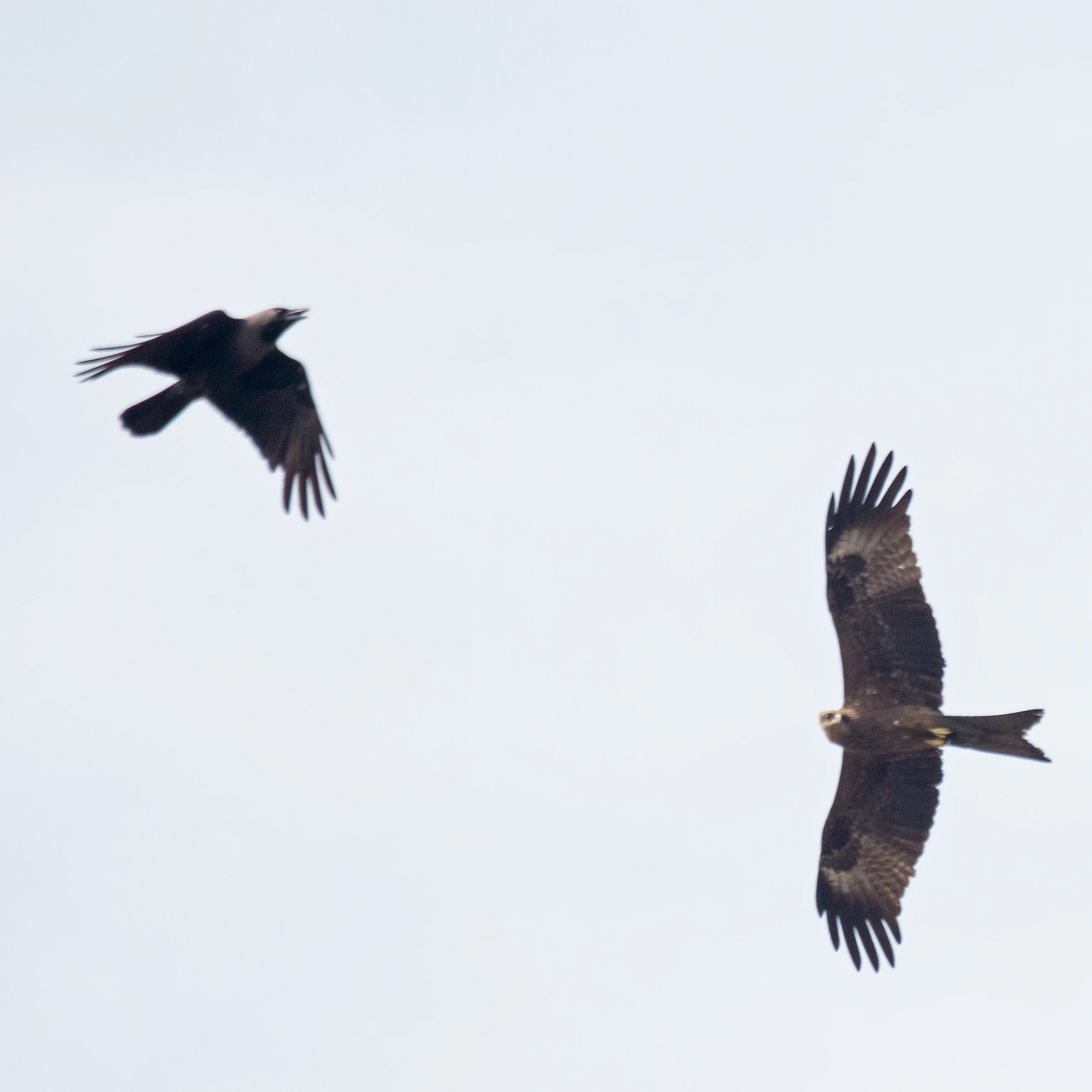 House Crow and Black Kite, Old Harbour Hotel, Kerala, India — photo by Jim Bennett