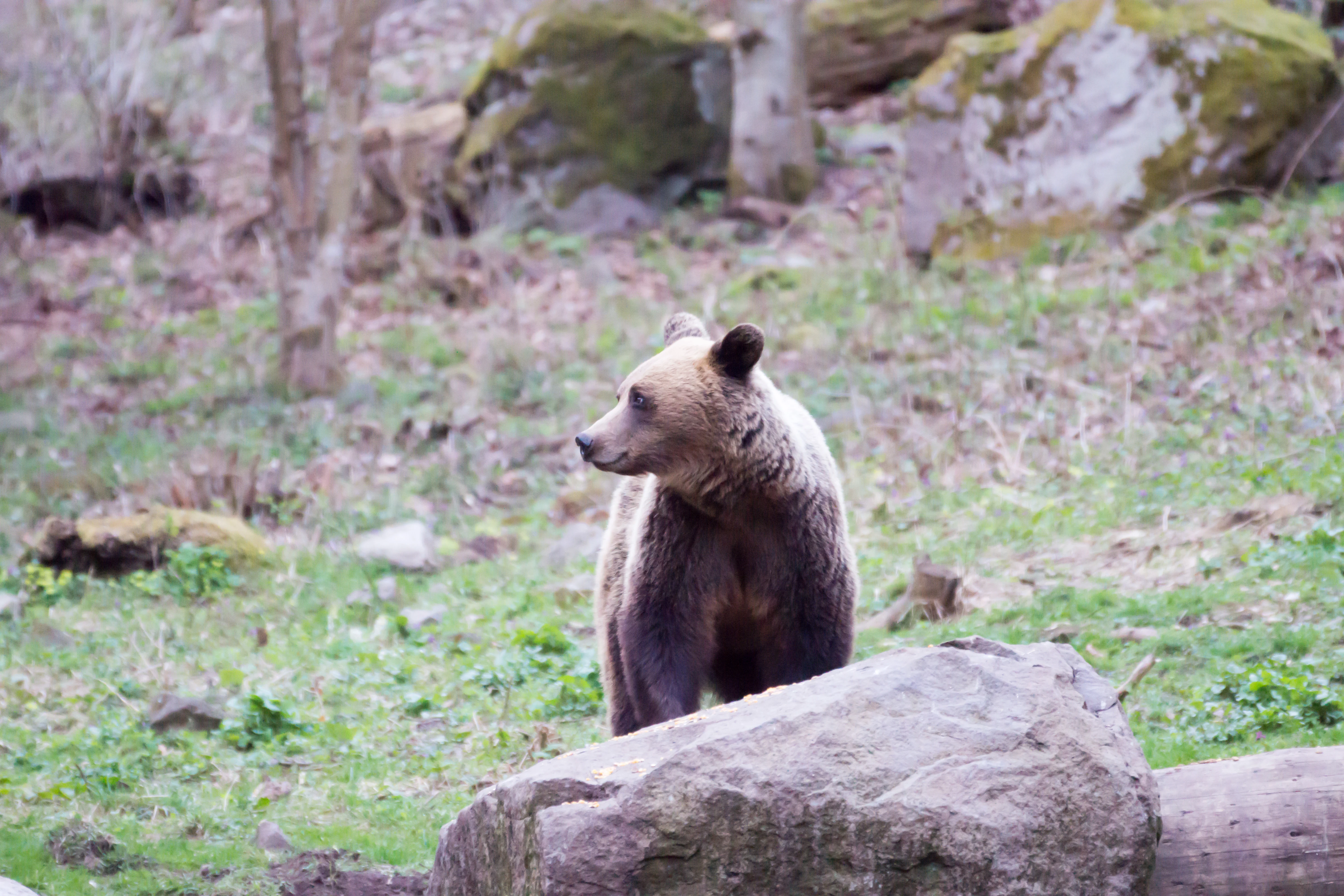 Brown Bear, Romania — photo by Jim Bennett