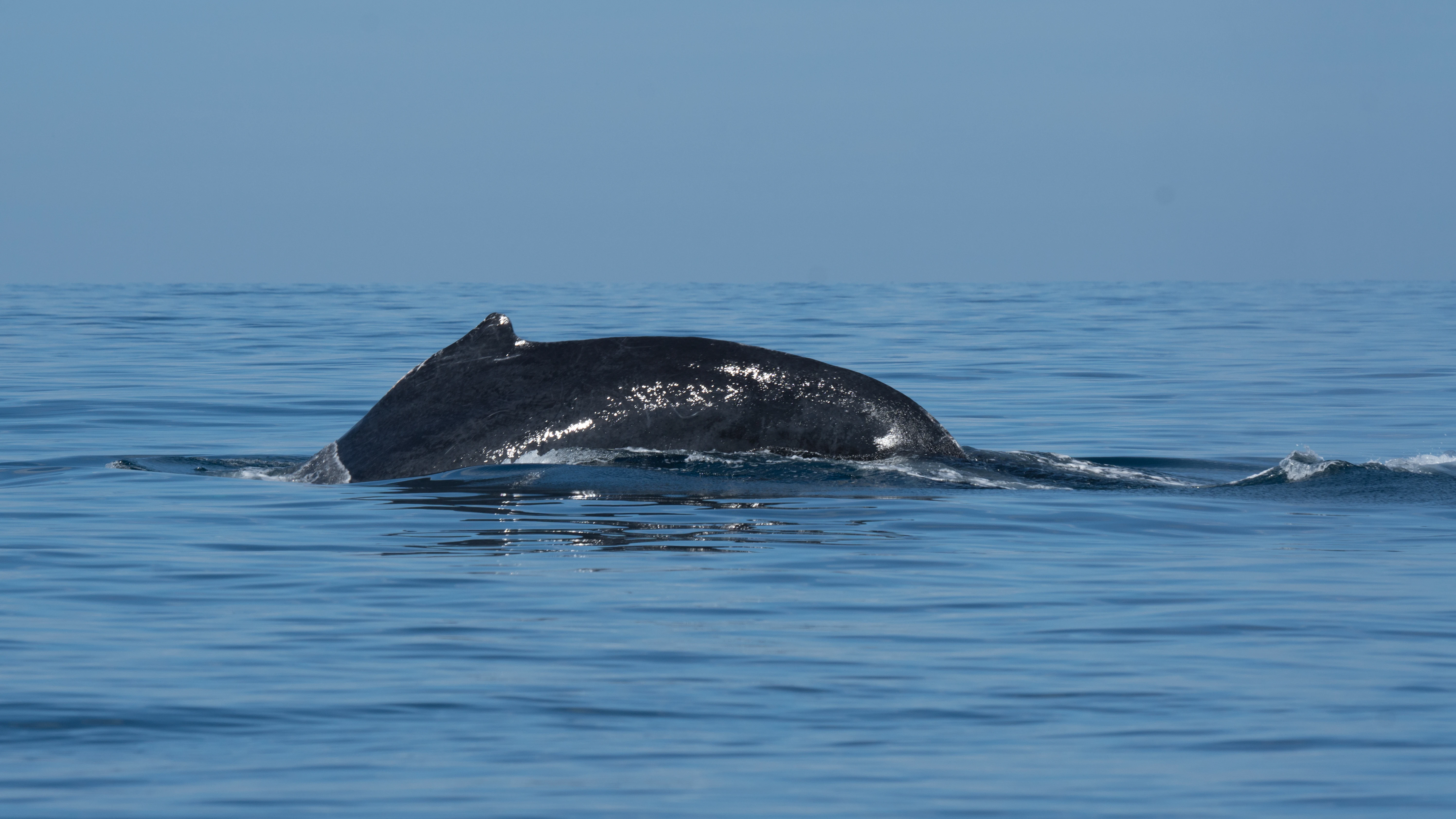 Humpback Whale, San Blas, Nayarit, Mexico — photo by Jim Bennett