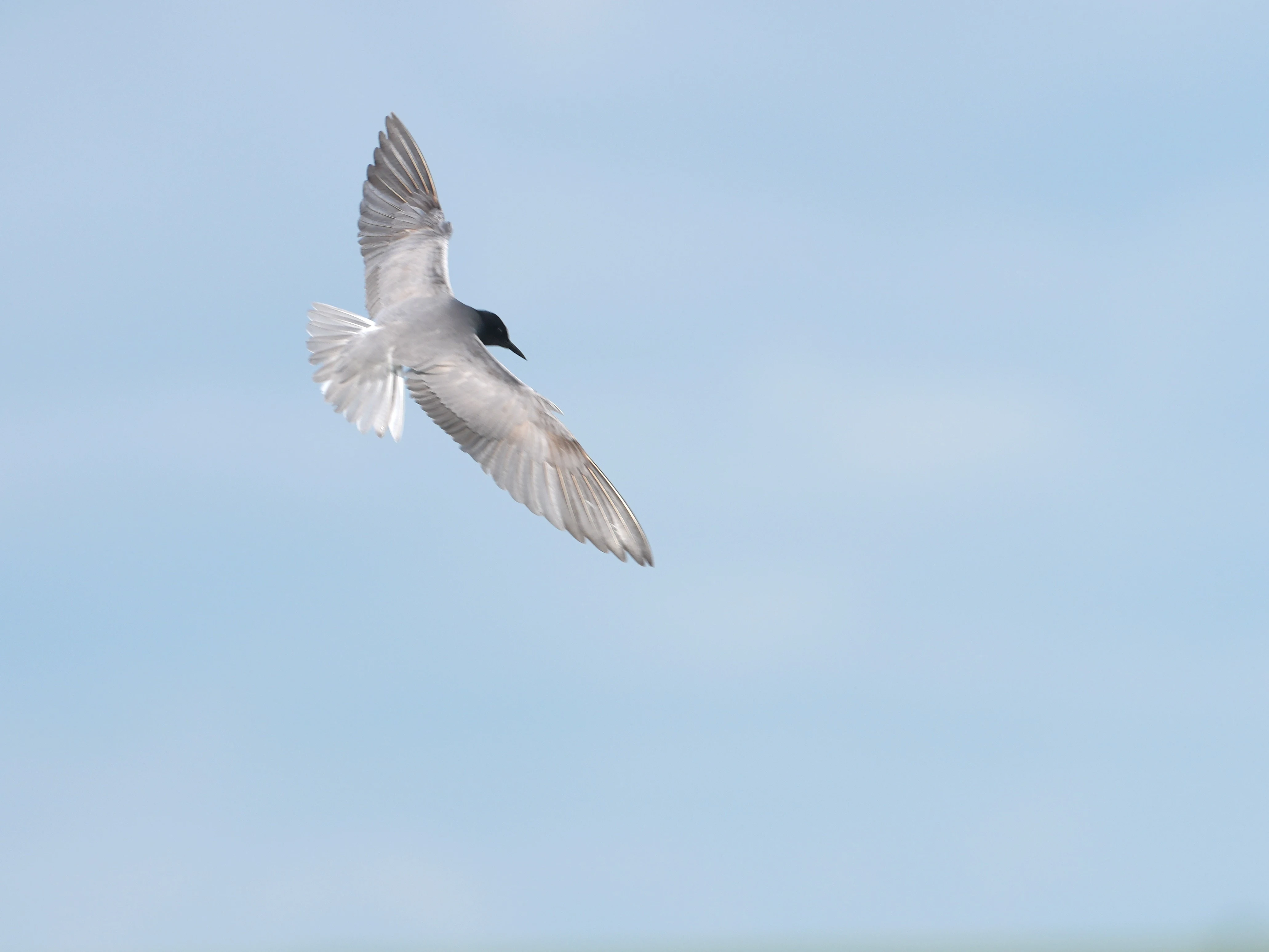Black Tern, Lacul Hazarlic, Romania — photo by Jim Bennett