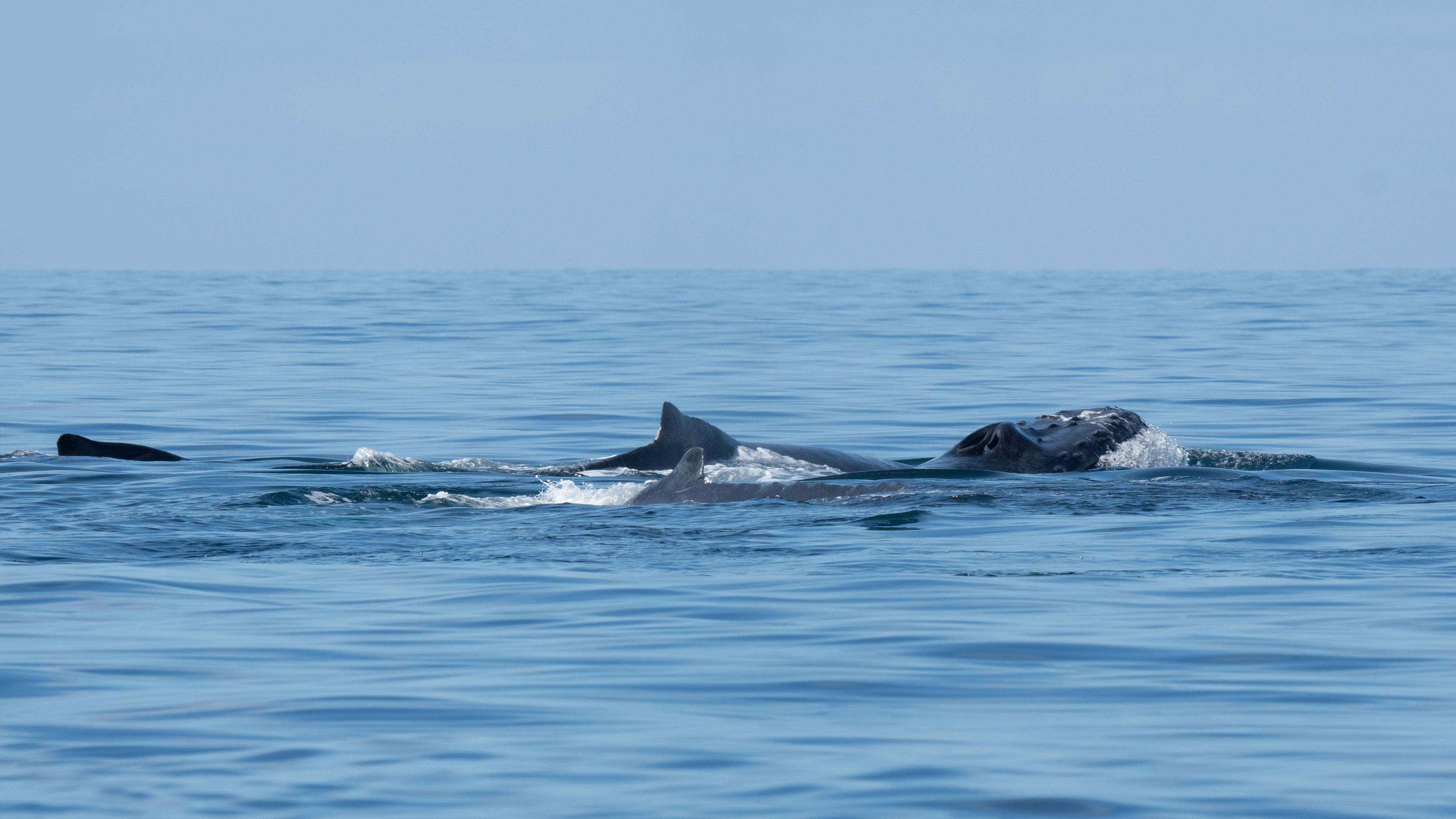 Humpback Whales, San Blas, Nayarit, Mexico — photo by Jim Bennett