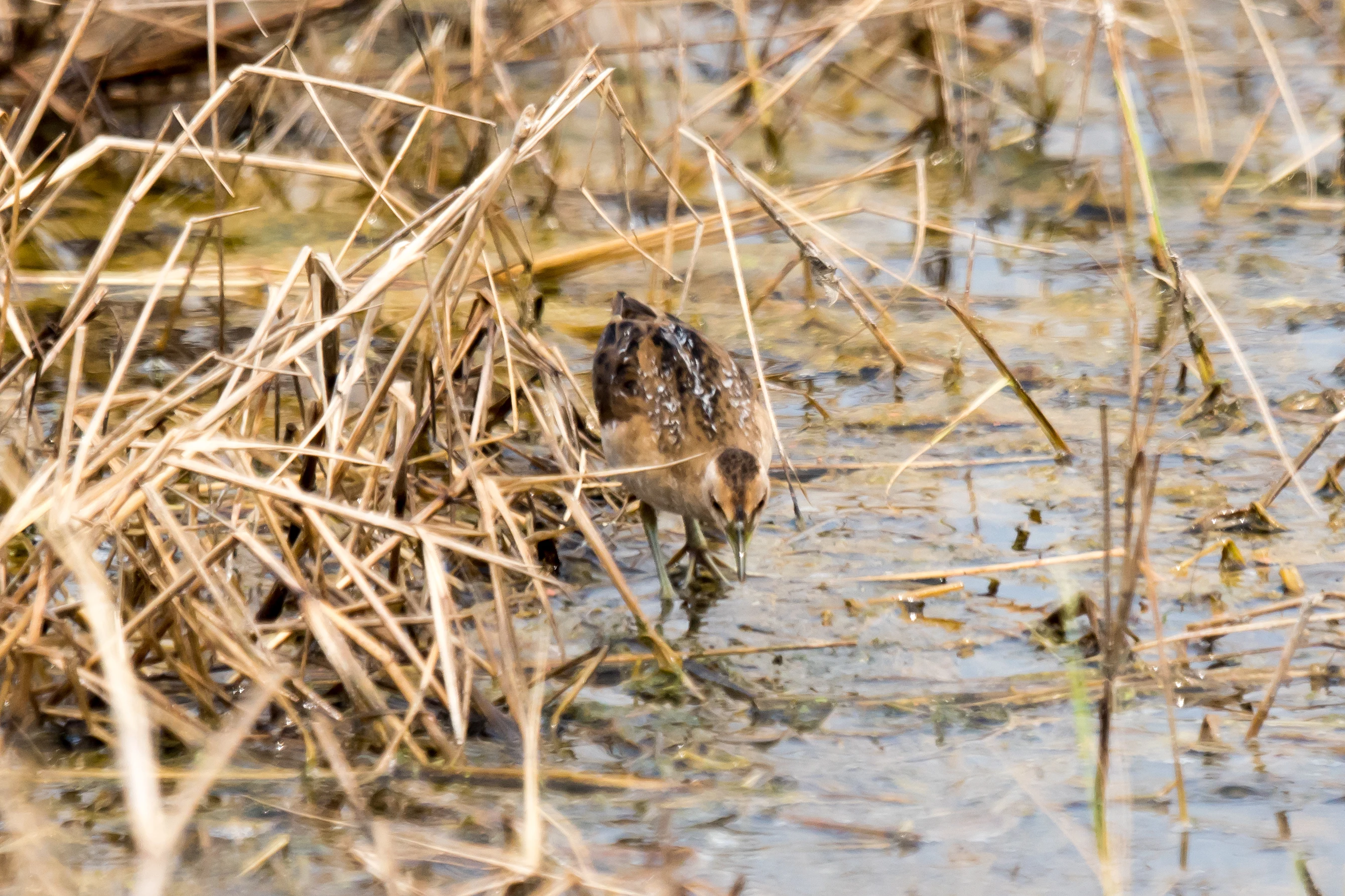 Baillon's Crake, Kerala, India — photo by Jim Bennett