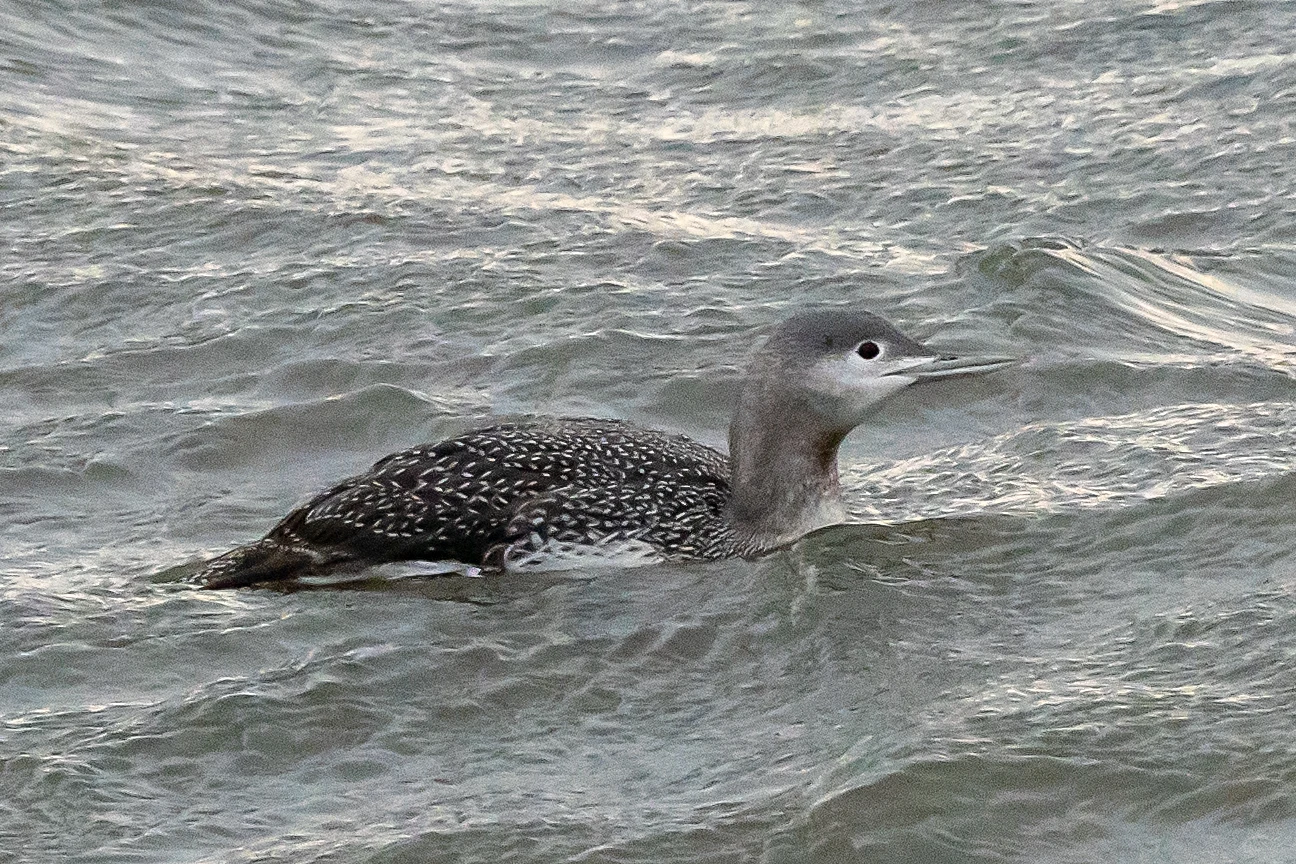 Red-throated Diver, On the sea, Yorkshire, UK — photo by Jim Bennett