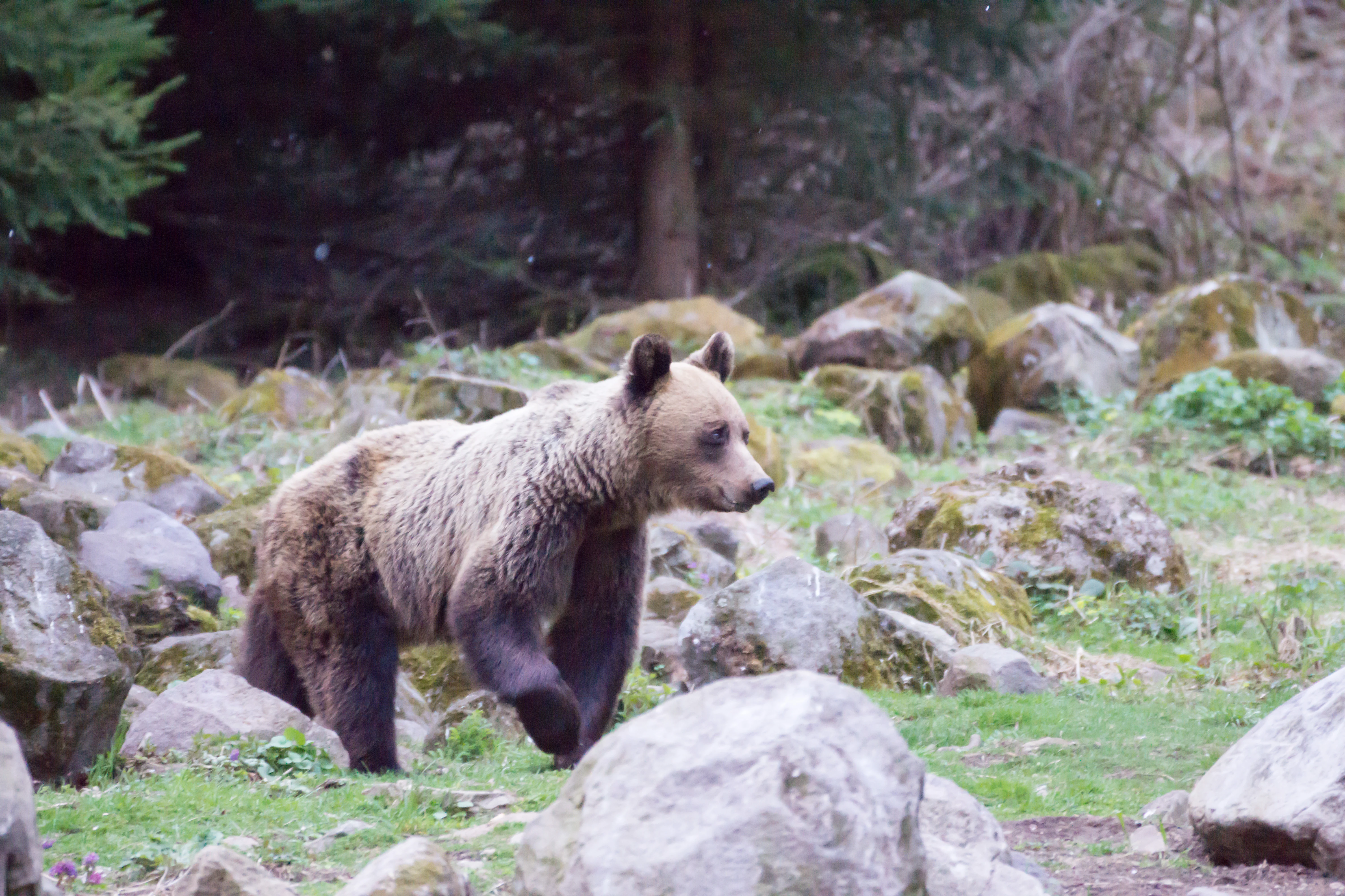 Brown Bear, Romania — photo by Jim Bennett