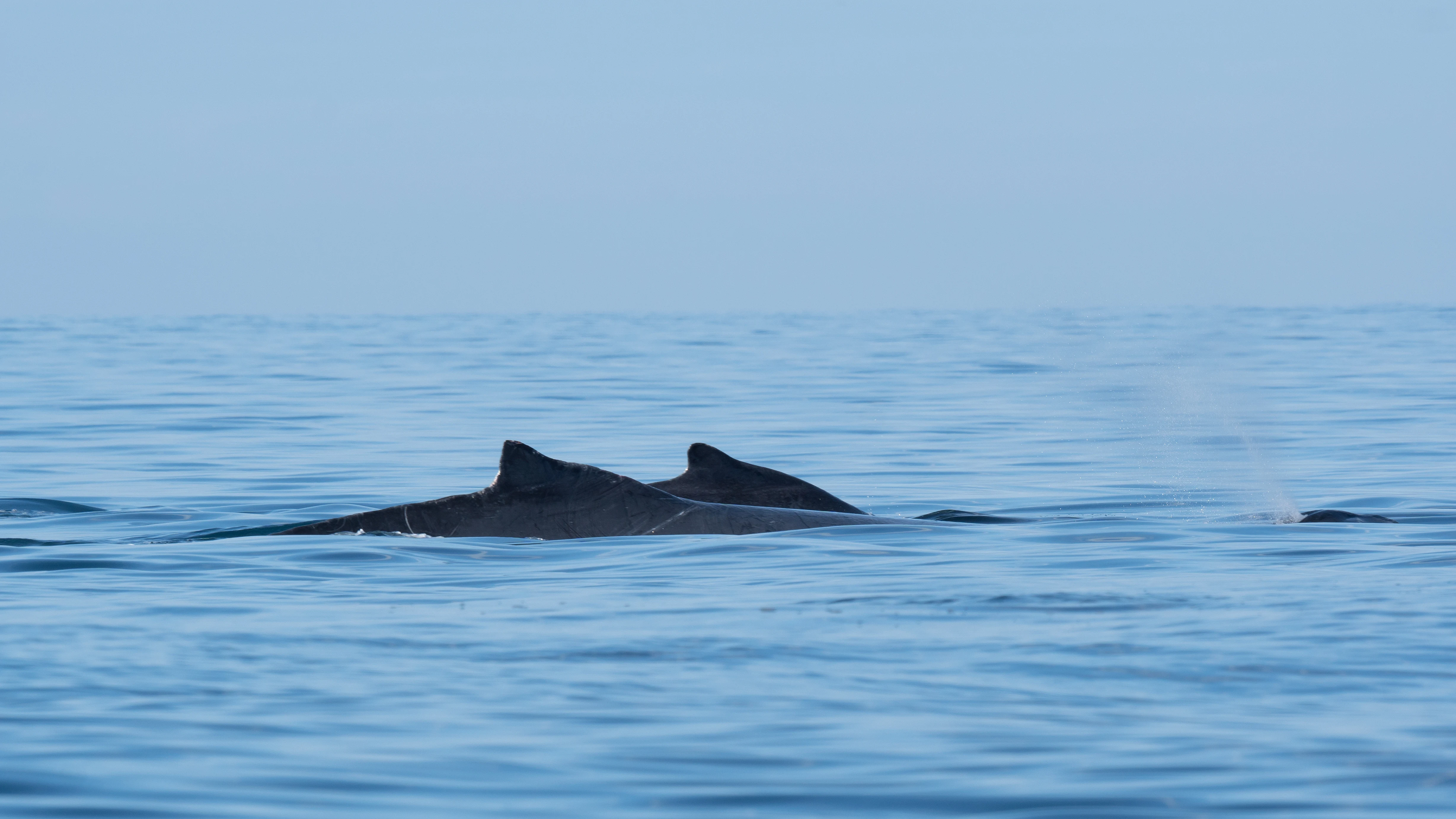 Humpback Whales, San Blas, Nayarit, Mexico — photo by Jim Bennett