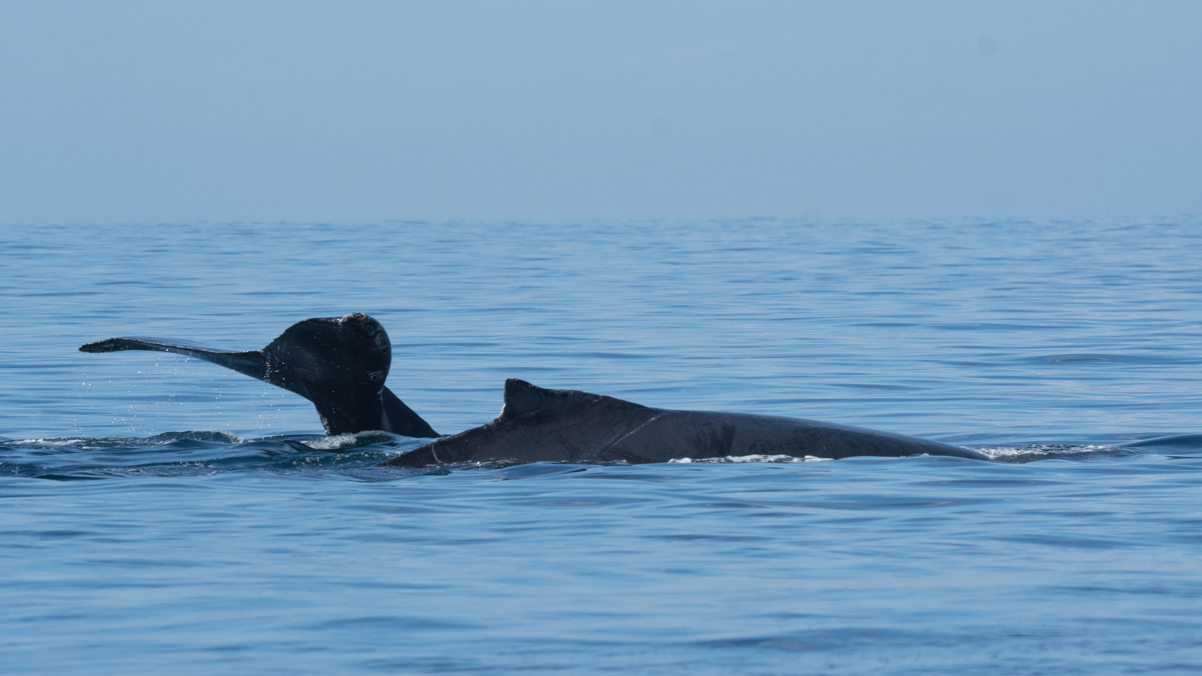 Humpback Whales, San Blas, Nayarit, Mexico — photo by Jim Bennett