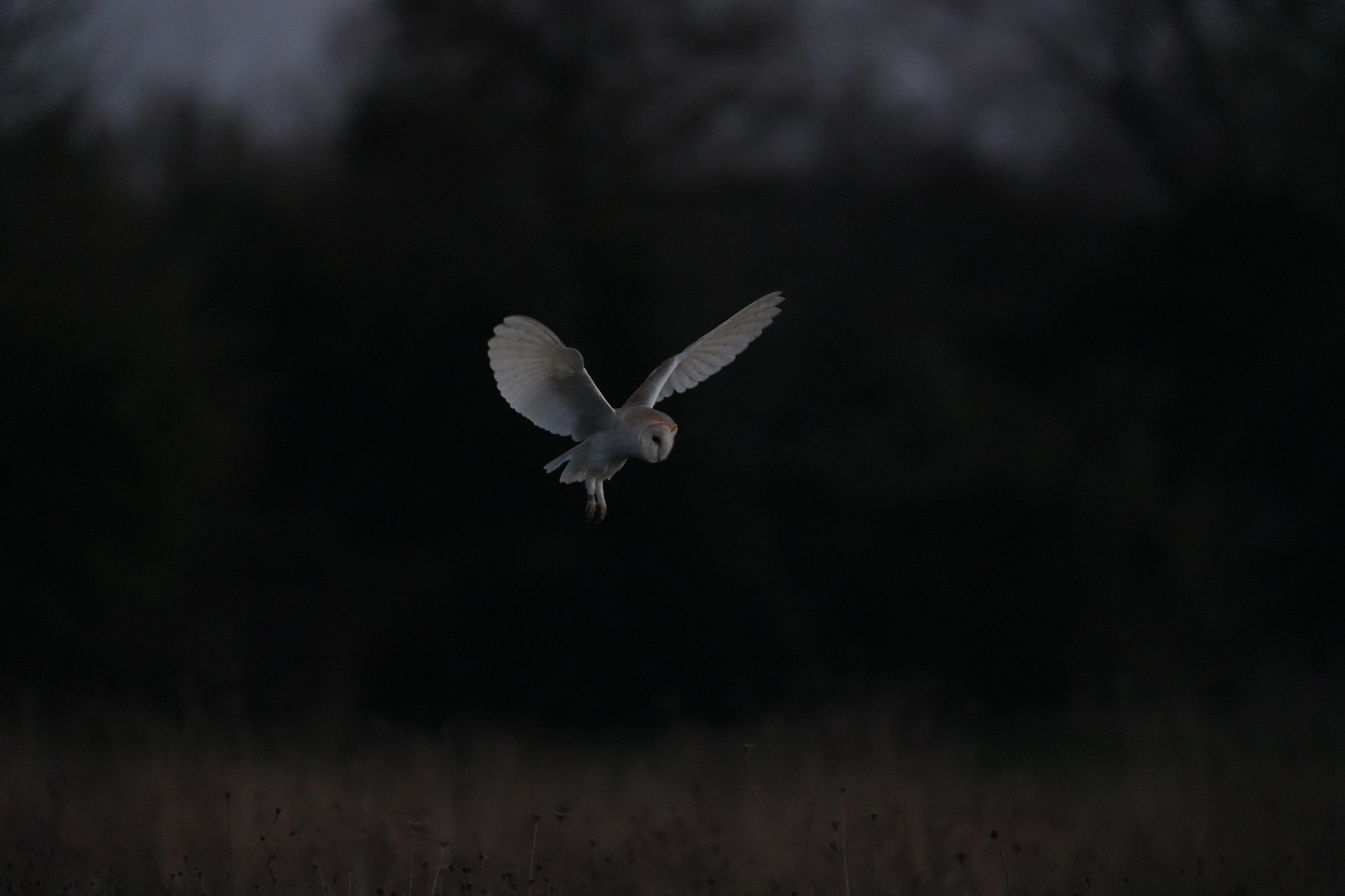 Barn Owl, Culham, Oxfordshire, UK — photo by Jim Bennett