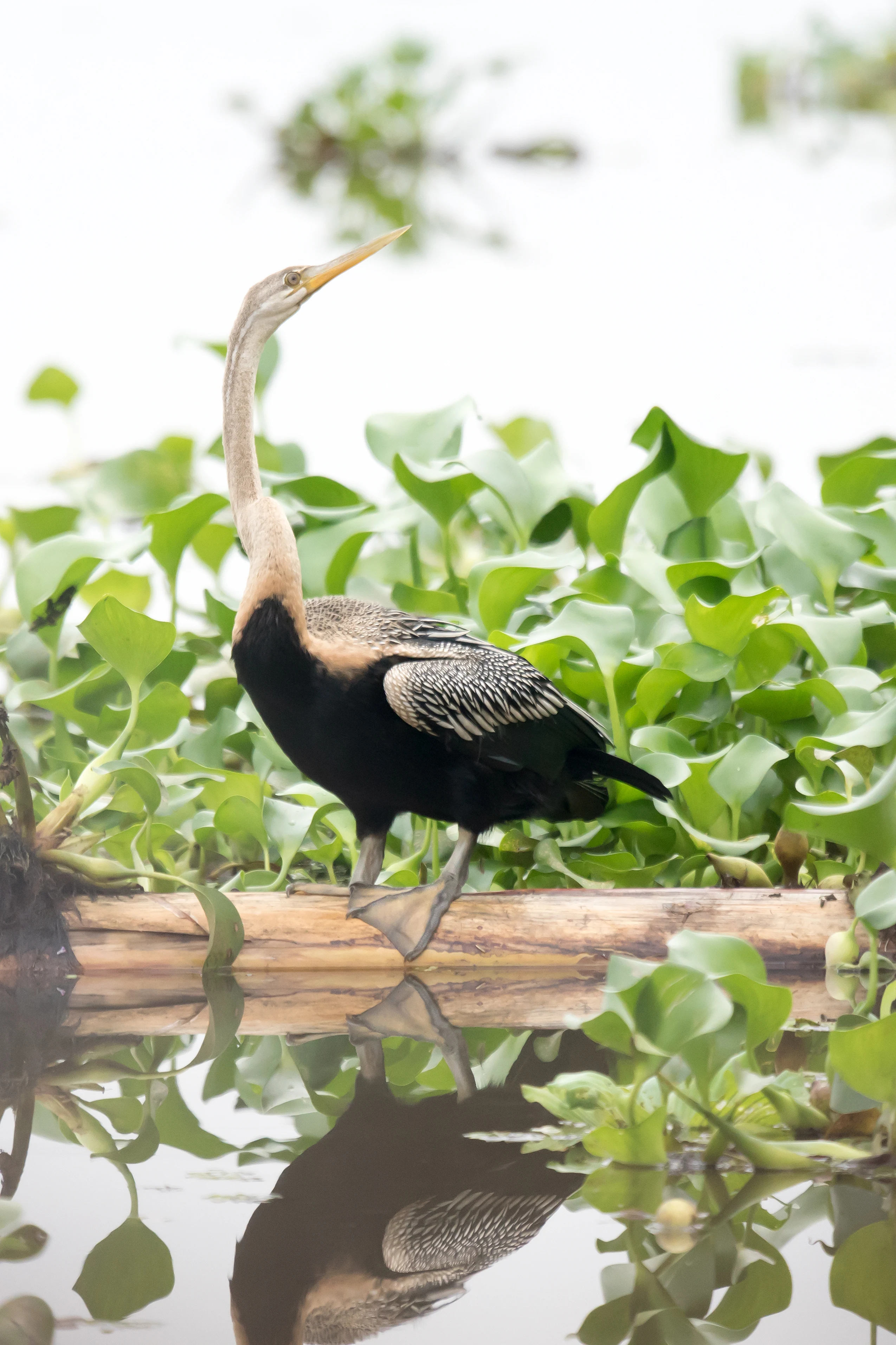Oriental Darter, Kerala Backwaters, Kerala, India — photo by Jim Bennett