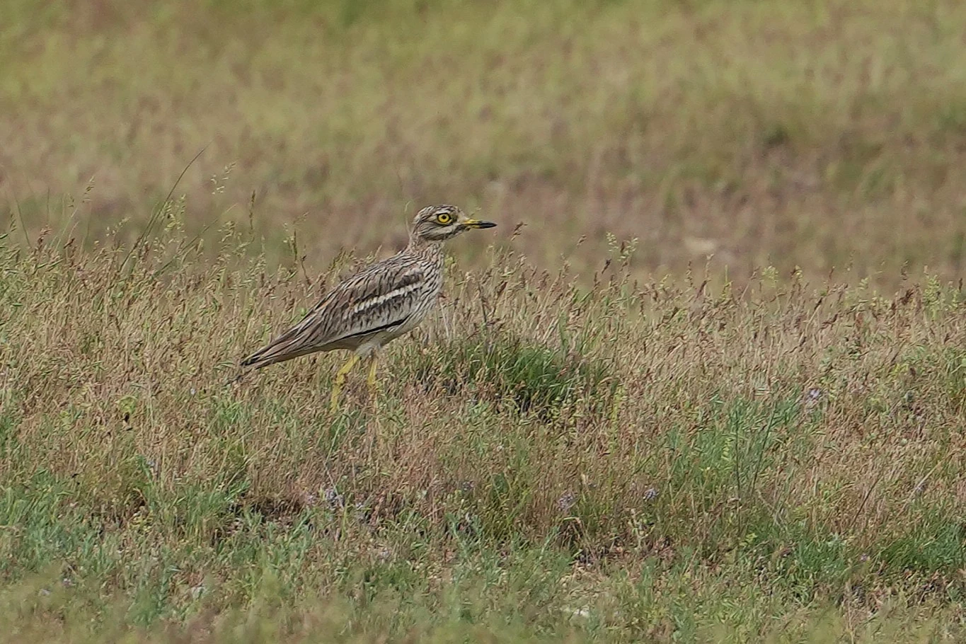 Stone Curlew, Romania — photo by Jim Bennett