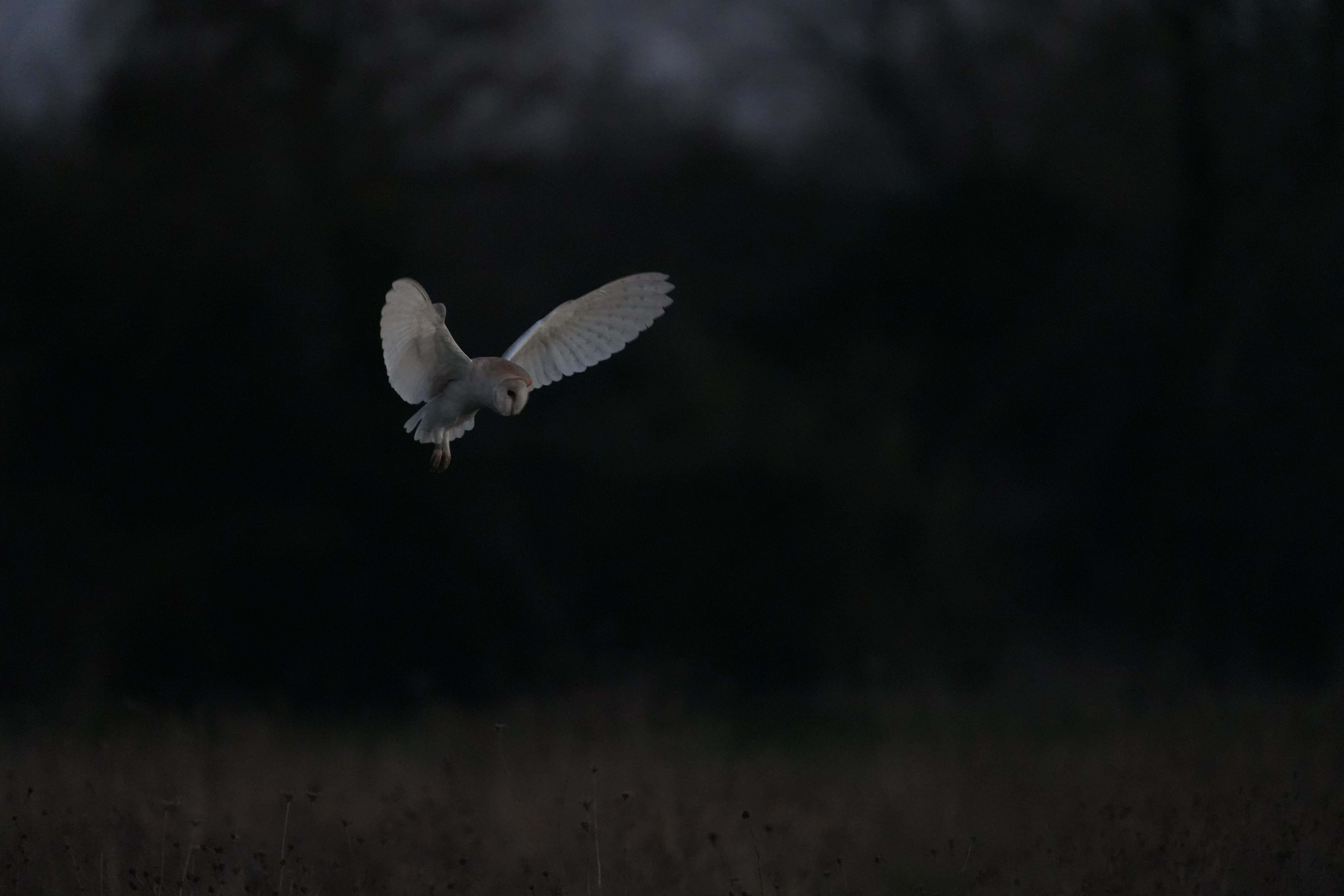 Barn Owl, Culham, Oxfordshire, UK — photo by Jim Bennett
