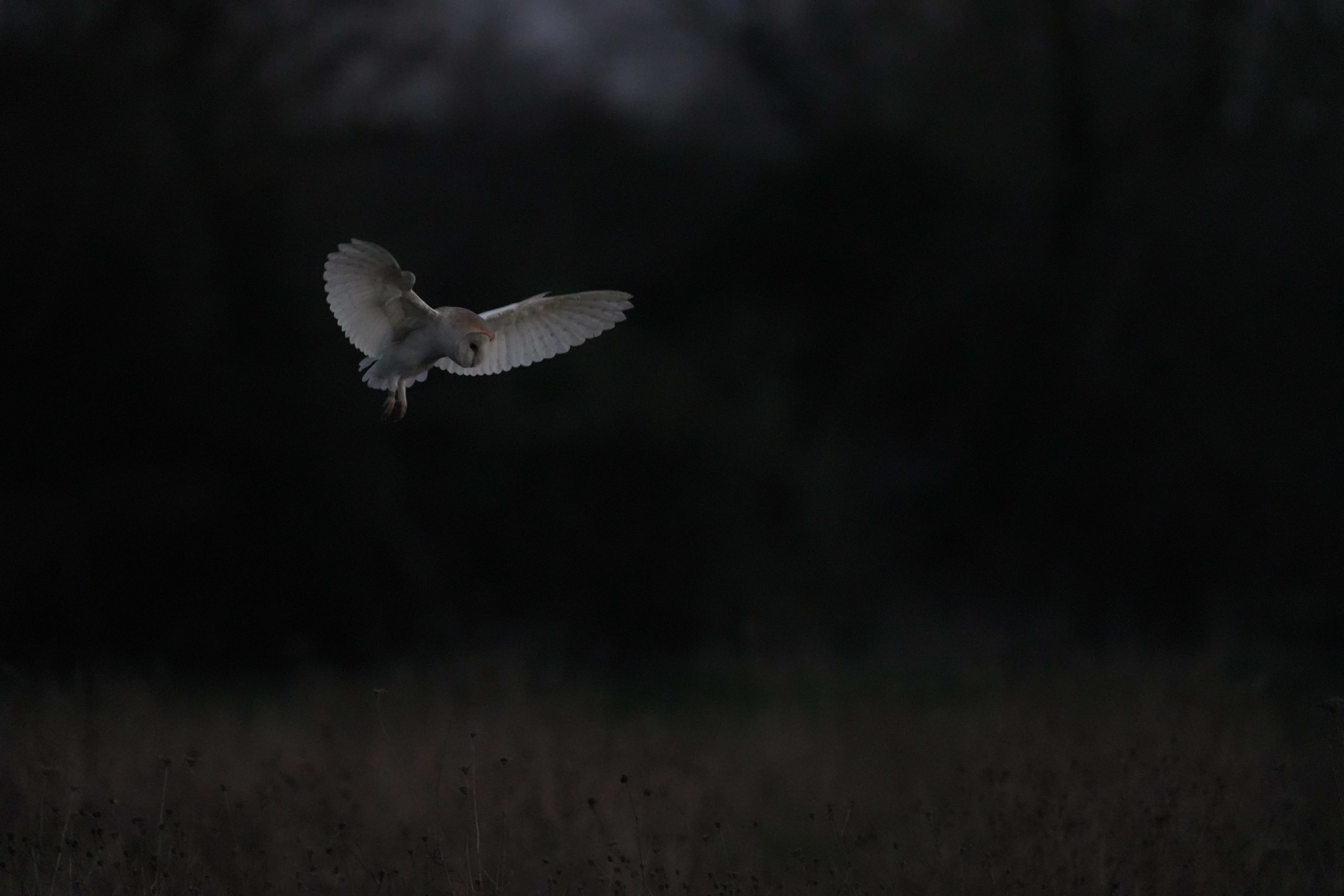 Barn Owl, Culham, Oxfordshire, UK — photo by Jim Bennett