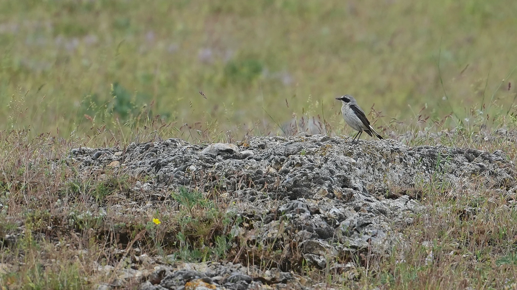 Northern Wheatear, Romania — photo by Jim Bennett