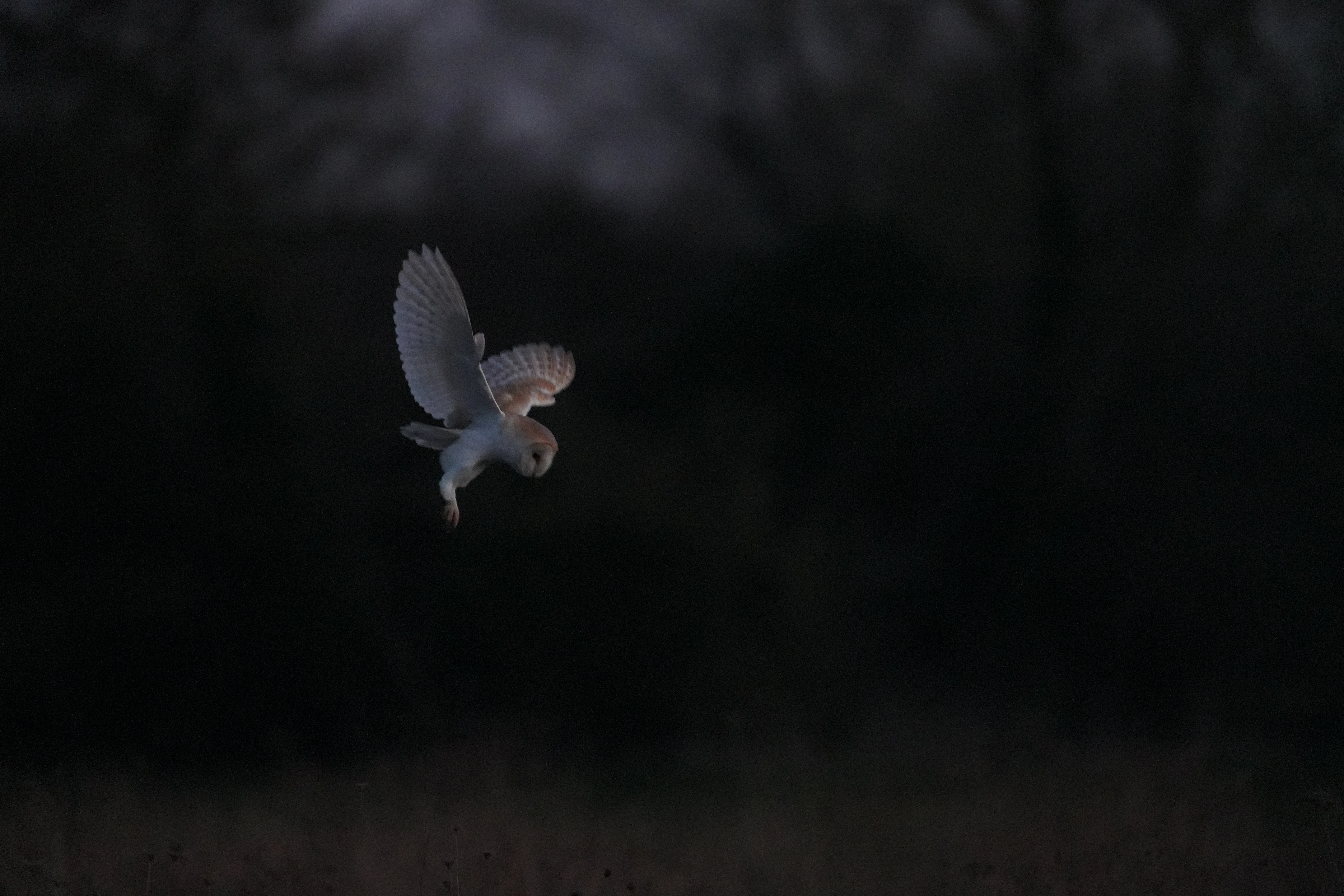 Barn Owl, Culham, Oxfordshire, UK — photo by Jim Bennett