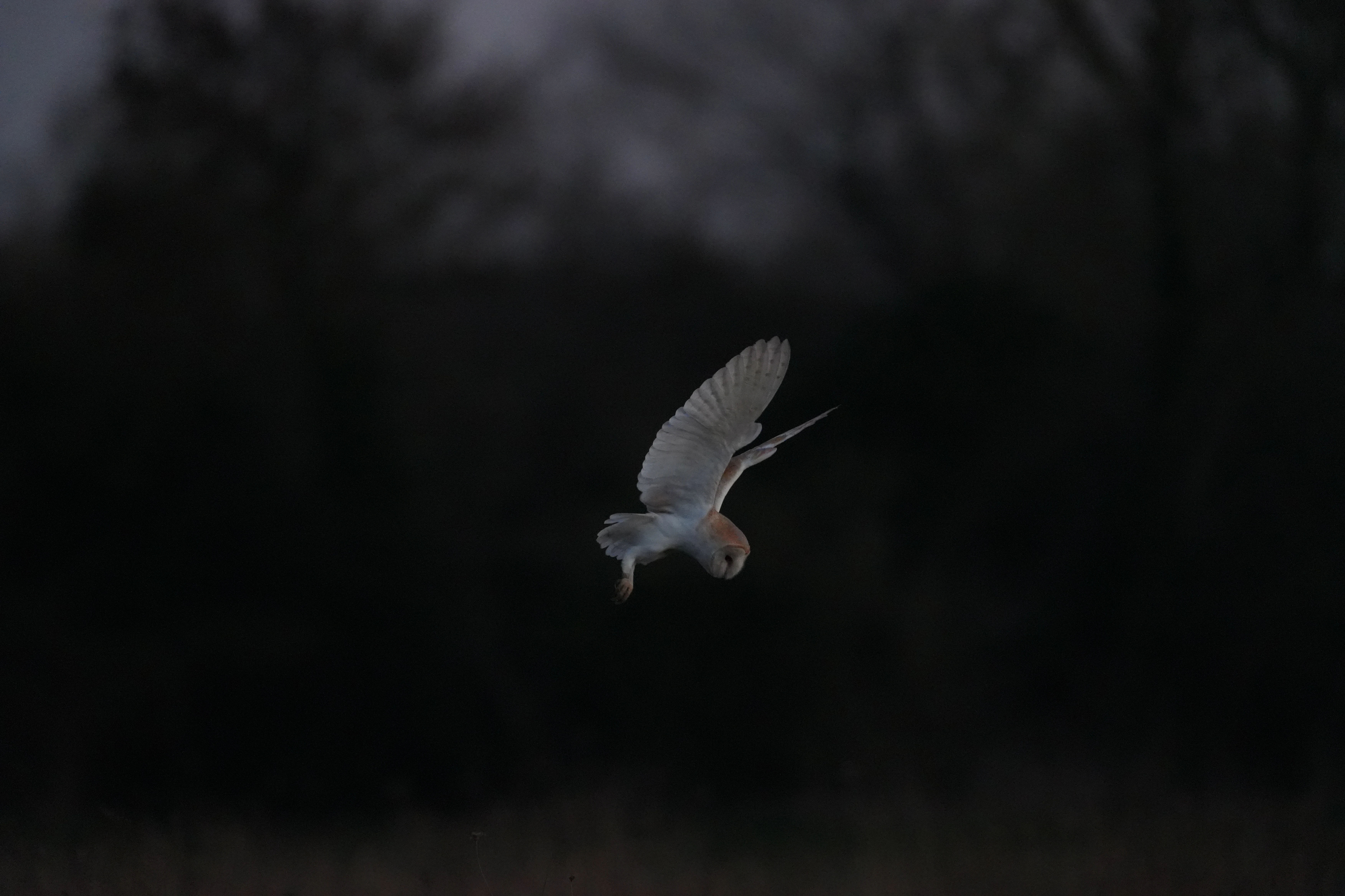 Barn Owl, Culham, Oxfordshire, UK — photo by Jim Bennett