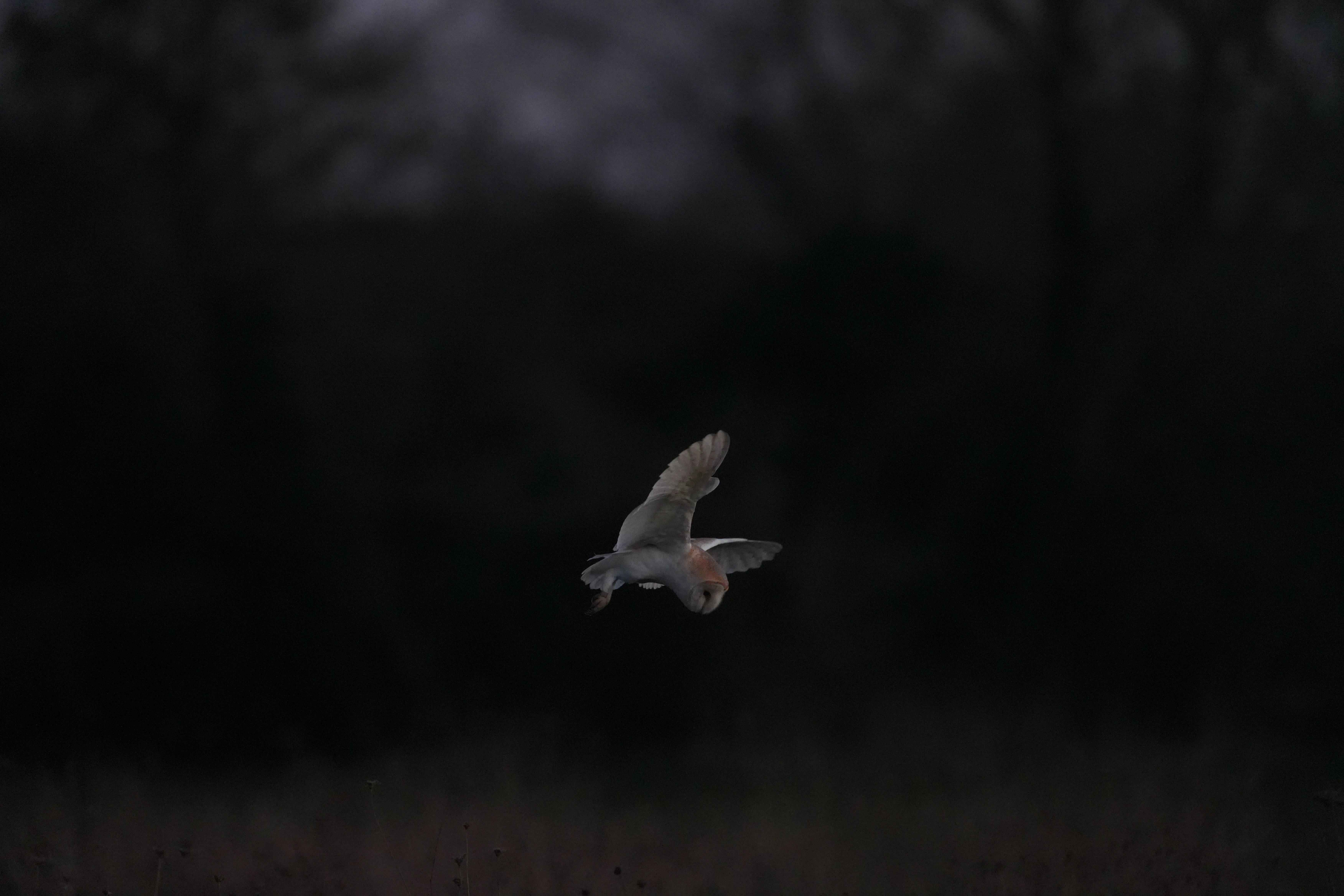 Barn Owl, Culham, Oxfordshire, UK — photo by Jim Bennett
