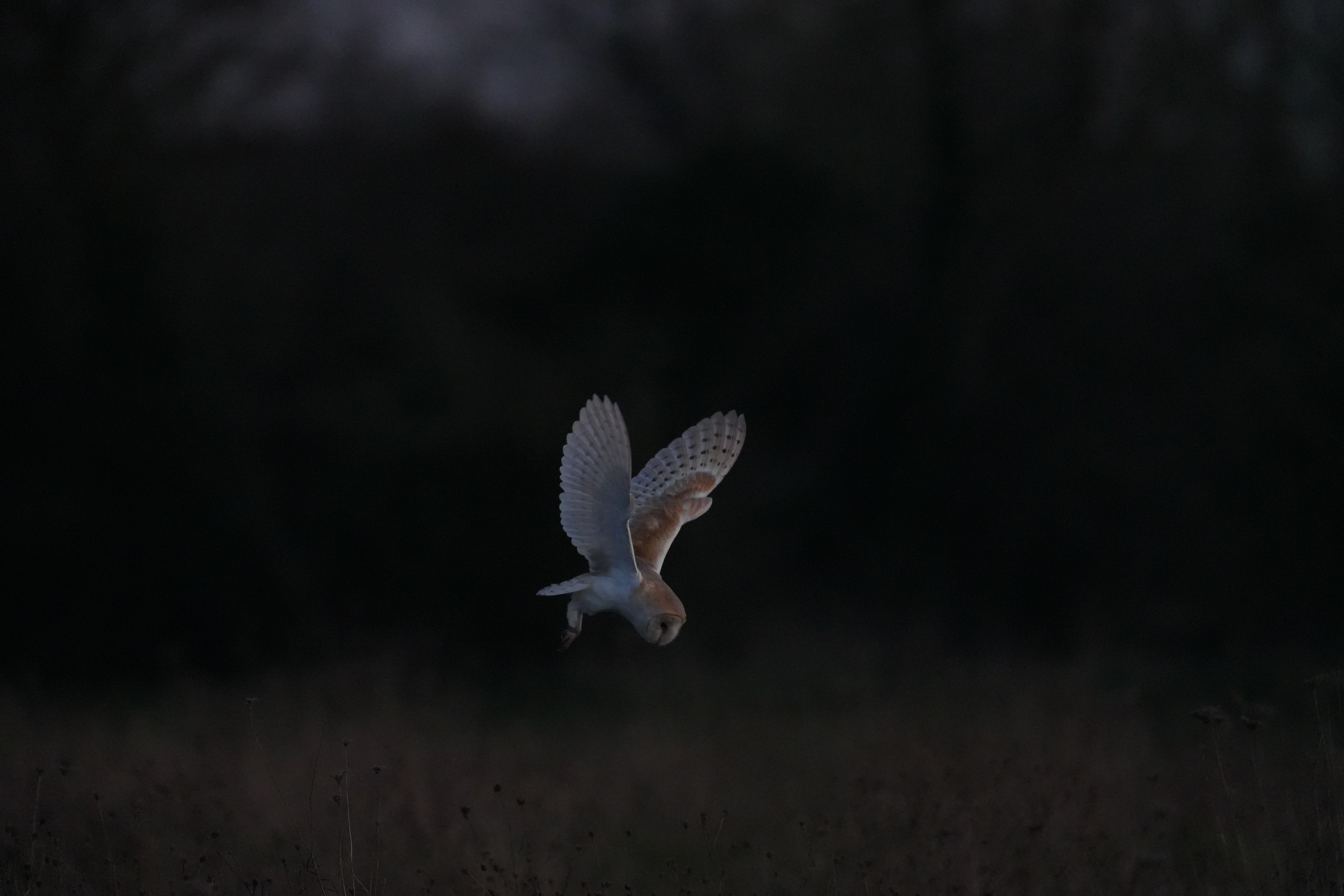 Barn Owl, Culham, Oxfordshire, UK — photo by Jim Bennett