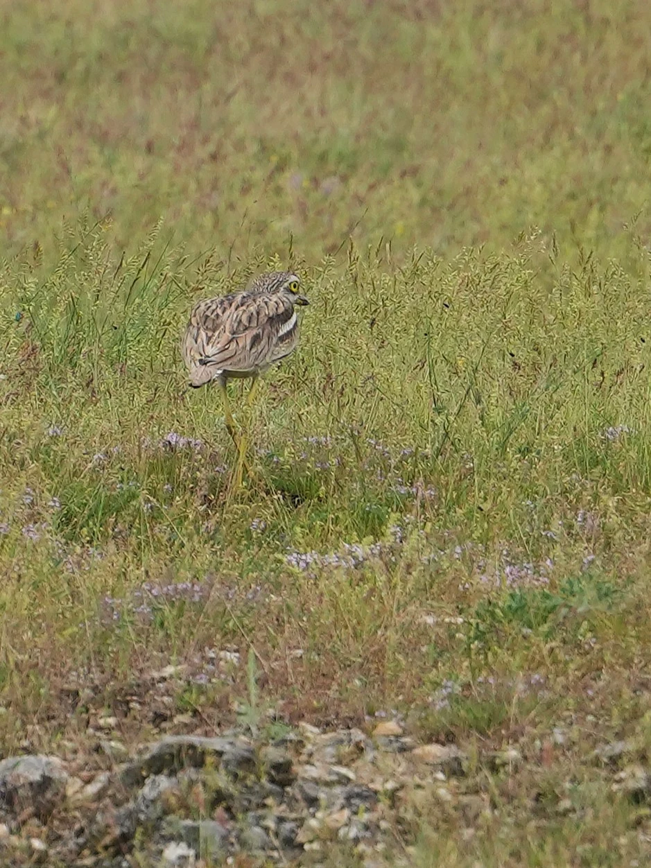 Stone Curlew, Romania — photo by Jim Bennett