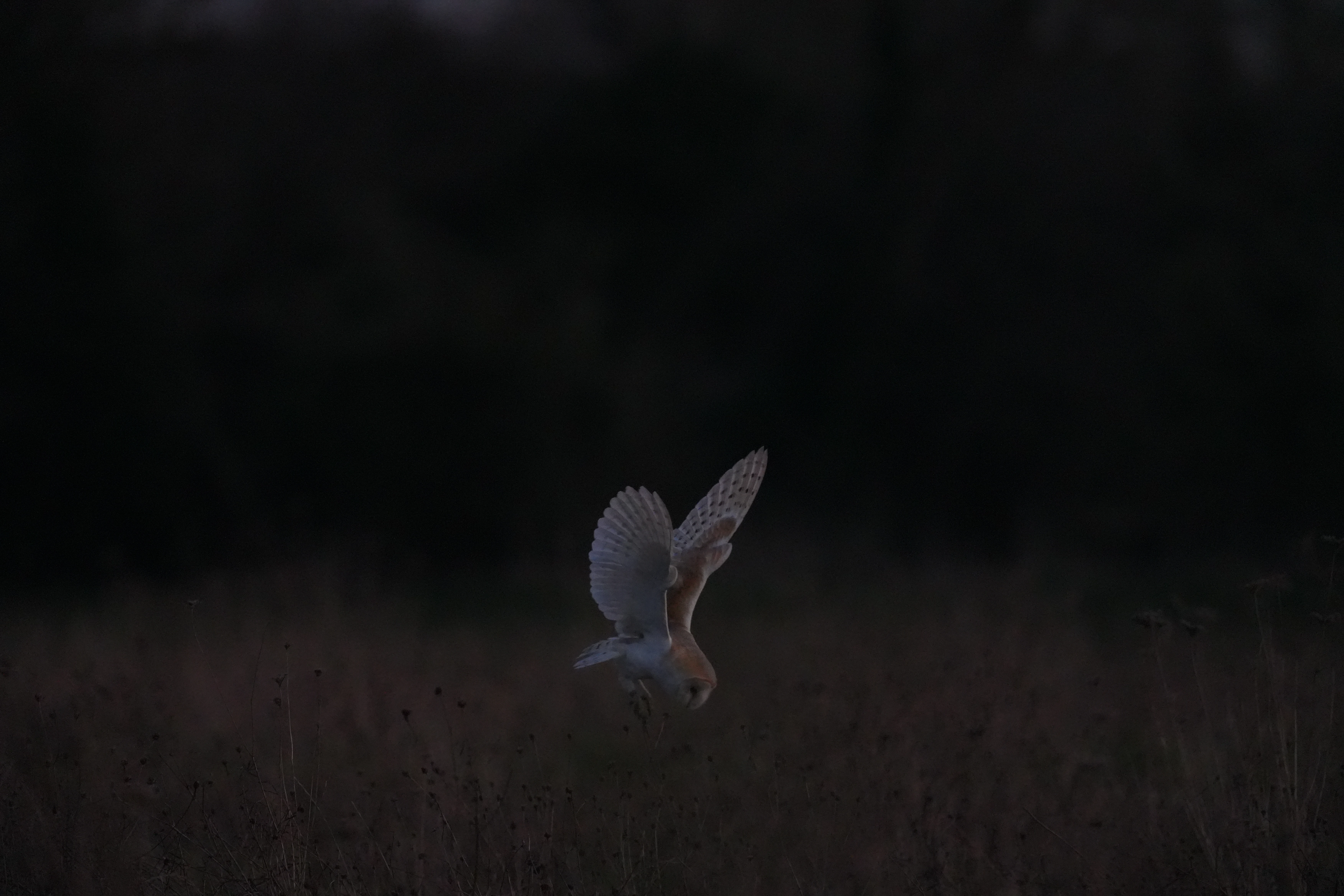 Barn Owl, Culham, Oxfordshire, UK — photo by Jim Bennett