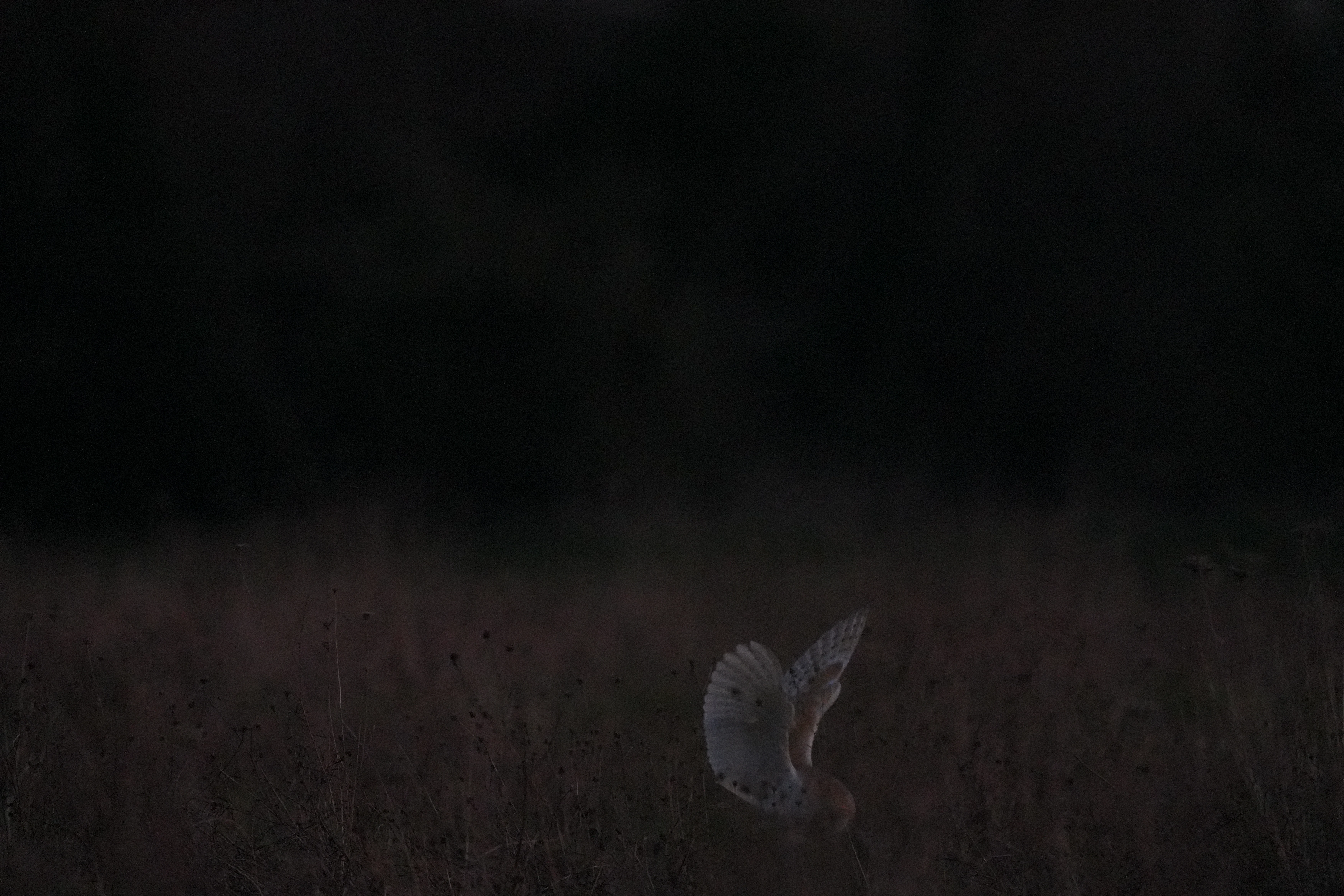 Barn Owl, Culham, Oxfordshire, UK — photo by Jim Bennett