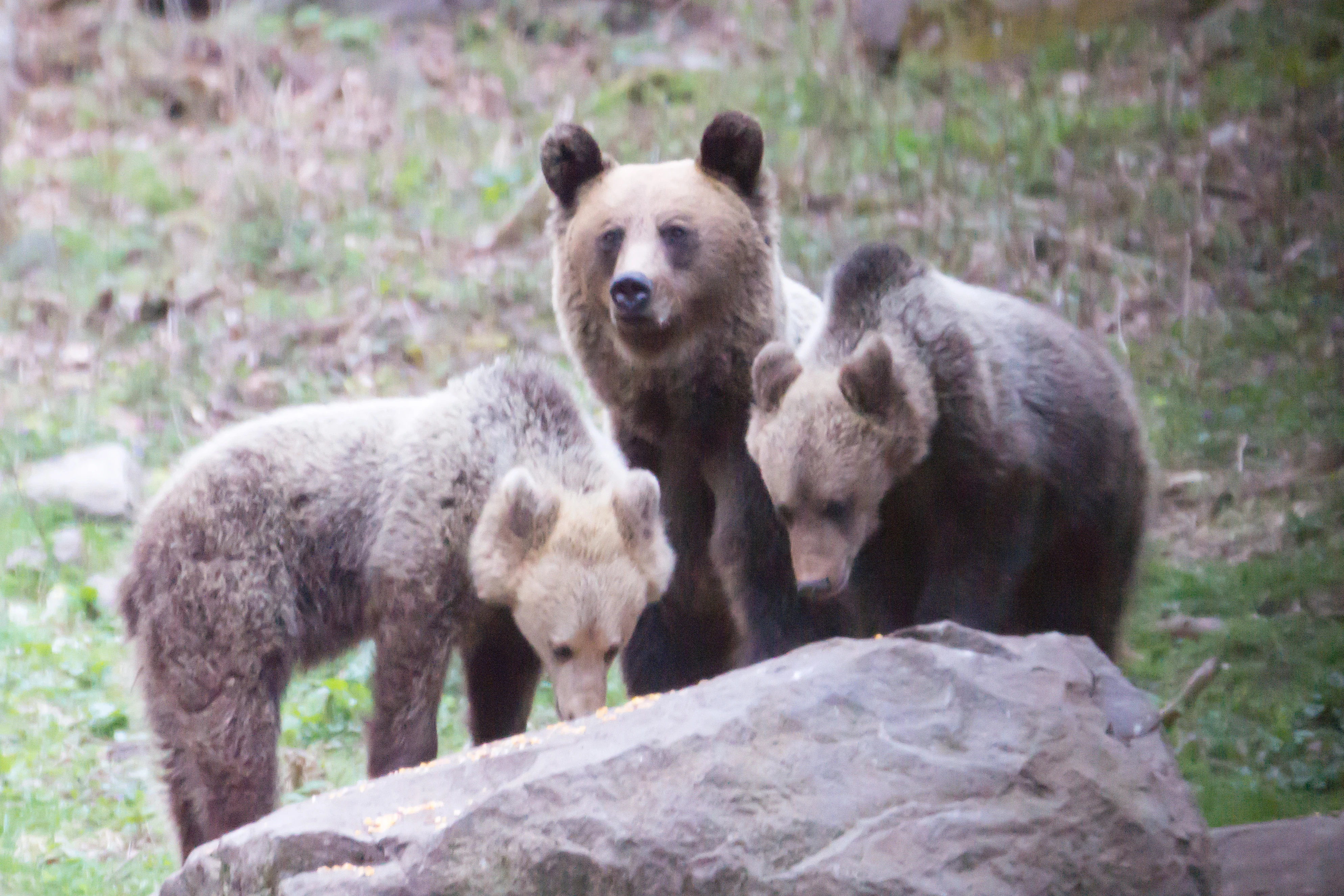 Brown Bear, Romania — photo by Jim Bennett