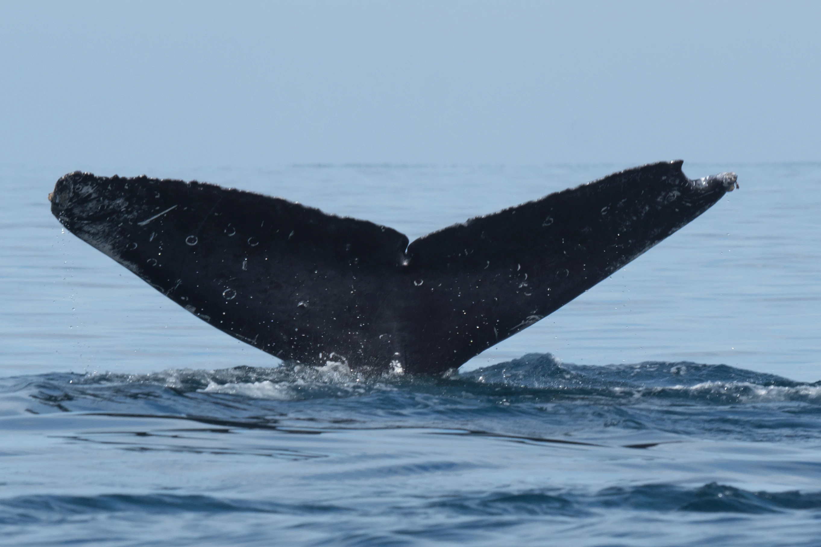 Humpback Whale, San Blas, Nayarit, Mexico — photo by Jim Bennett
