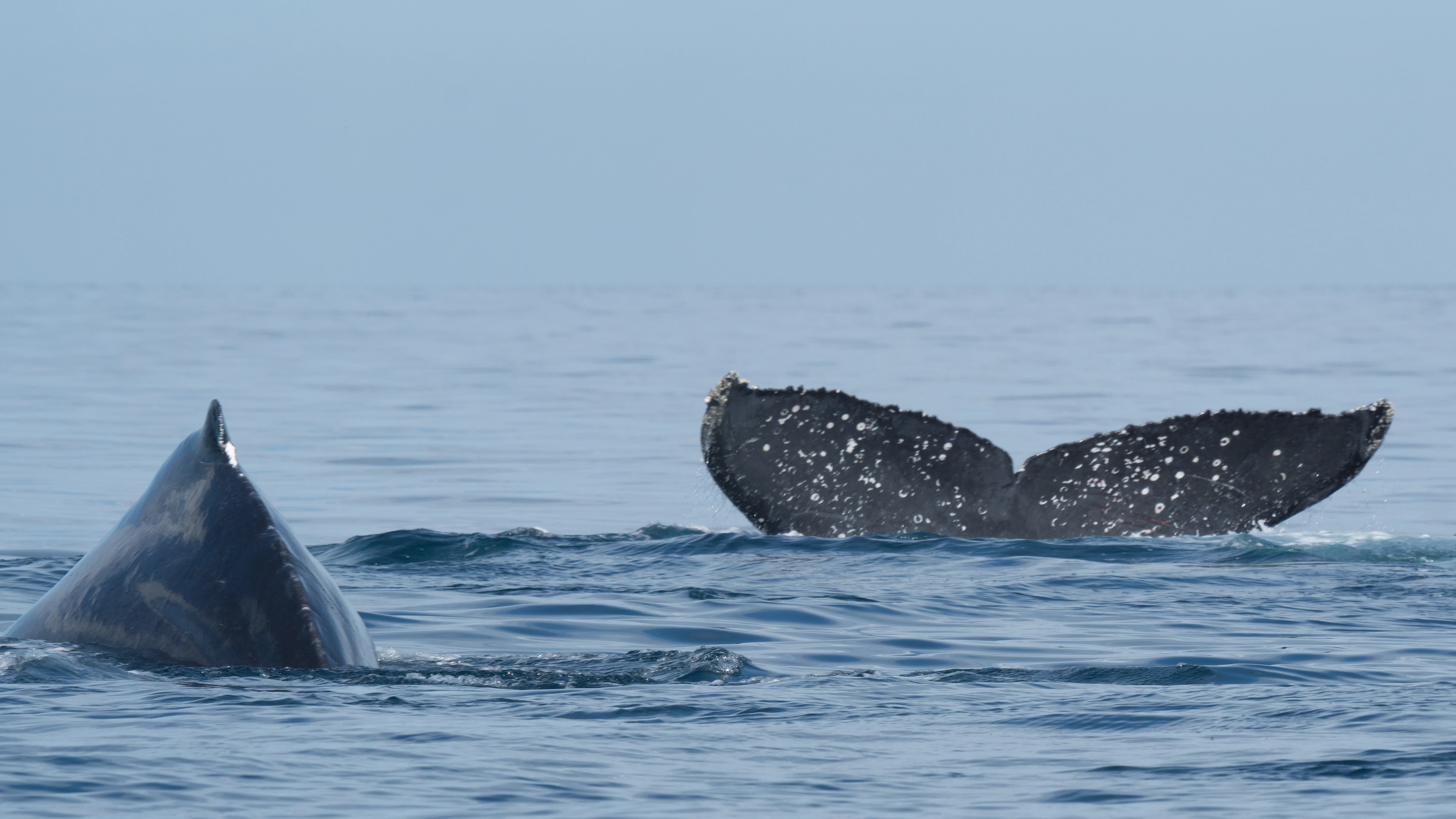 Humpback Whales, San Blas, Nayarit, Mexico — photo by Jim Bennett